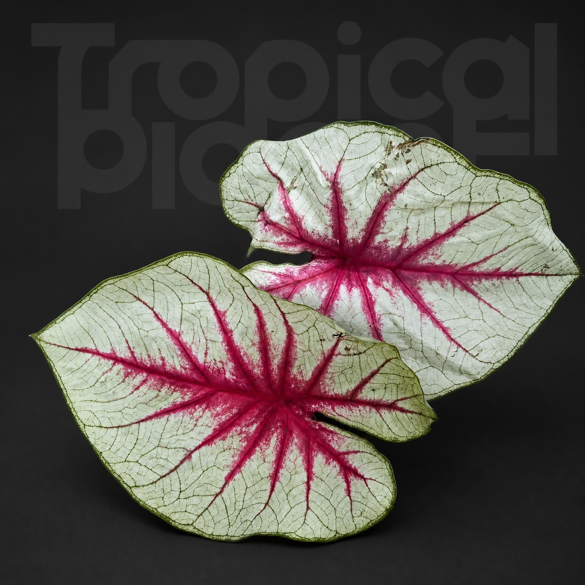 Caladium fantasy