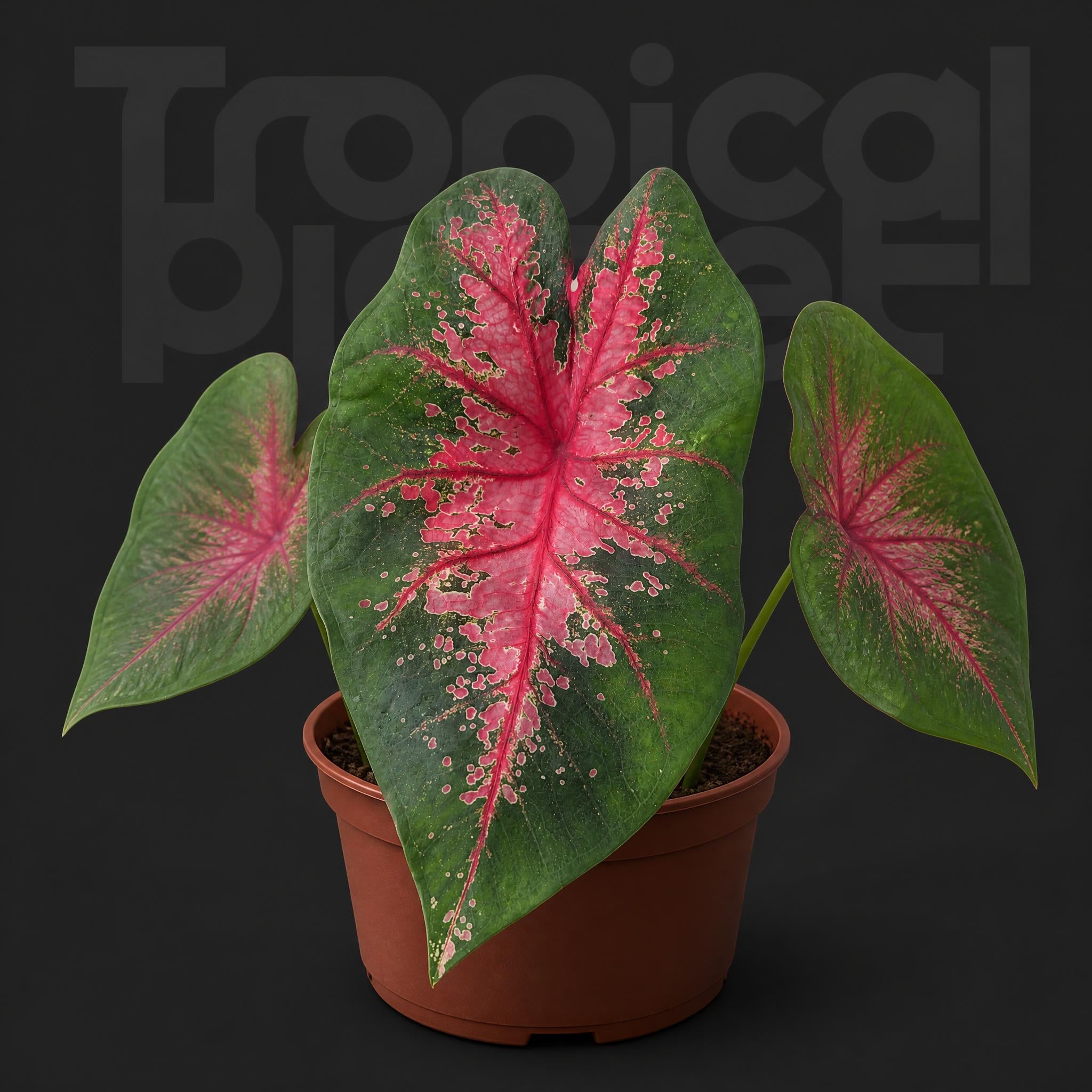Caladium firemen