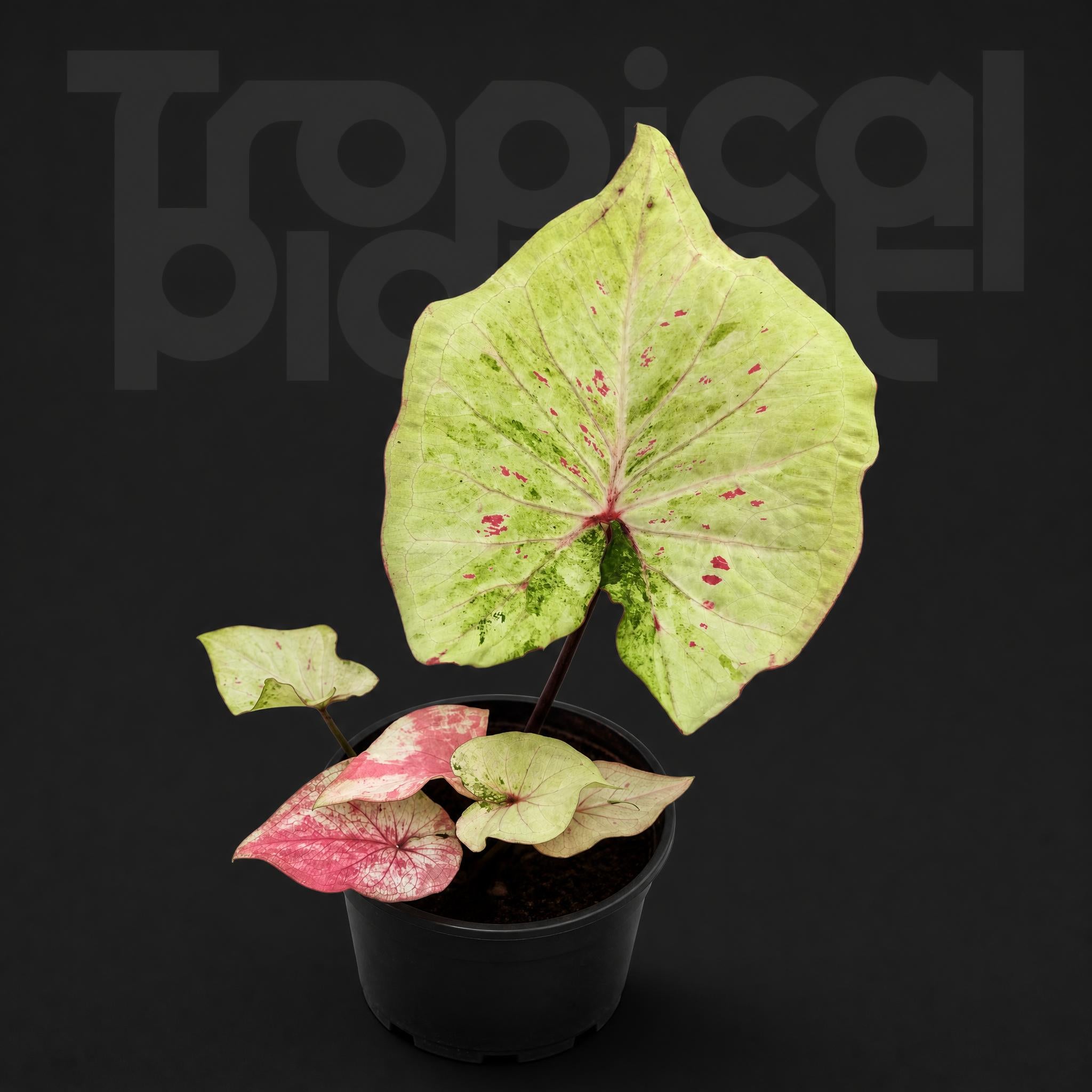Caladium freckle