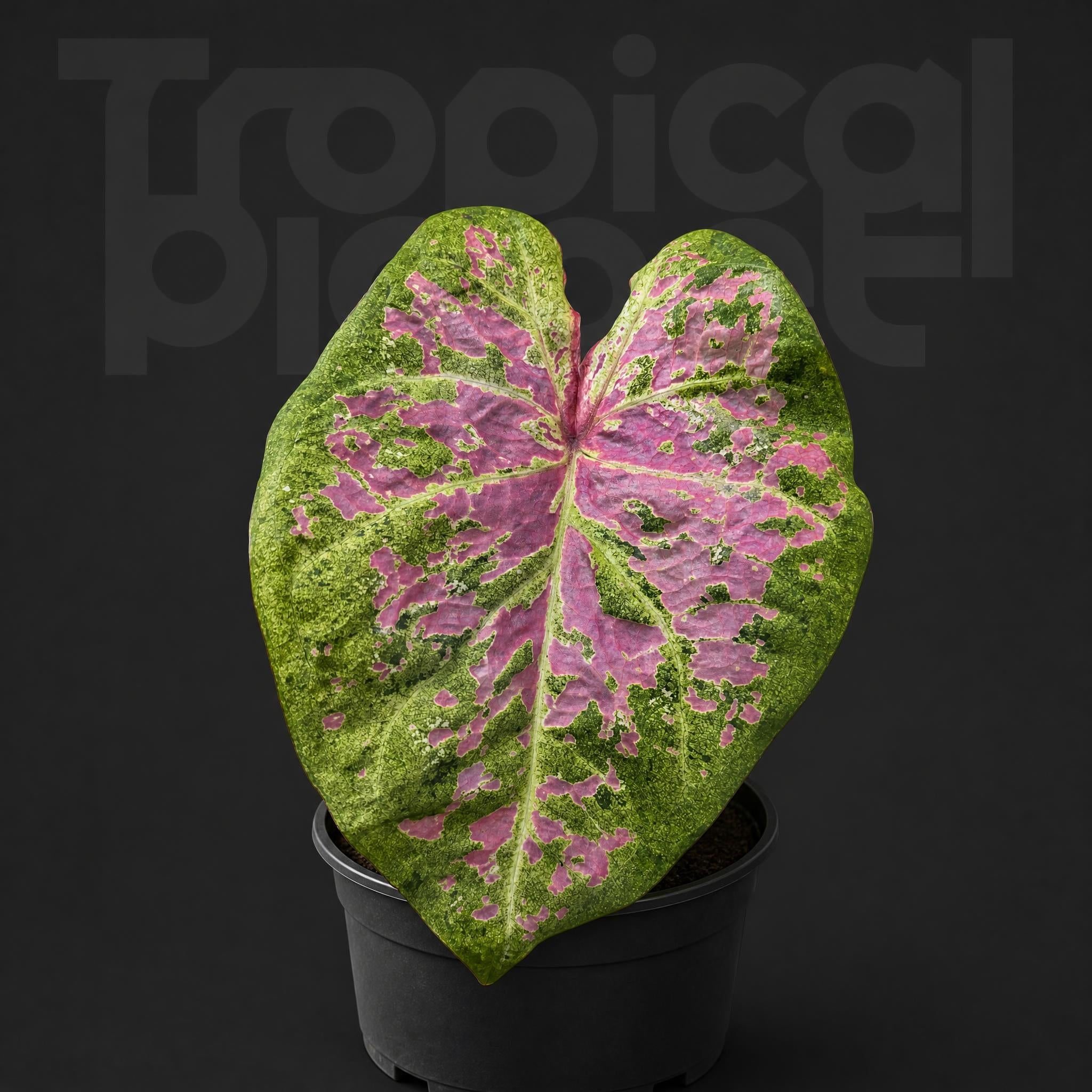Caladium froth