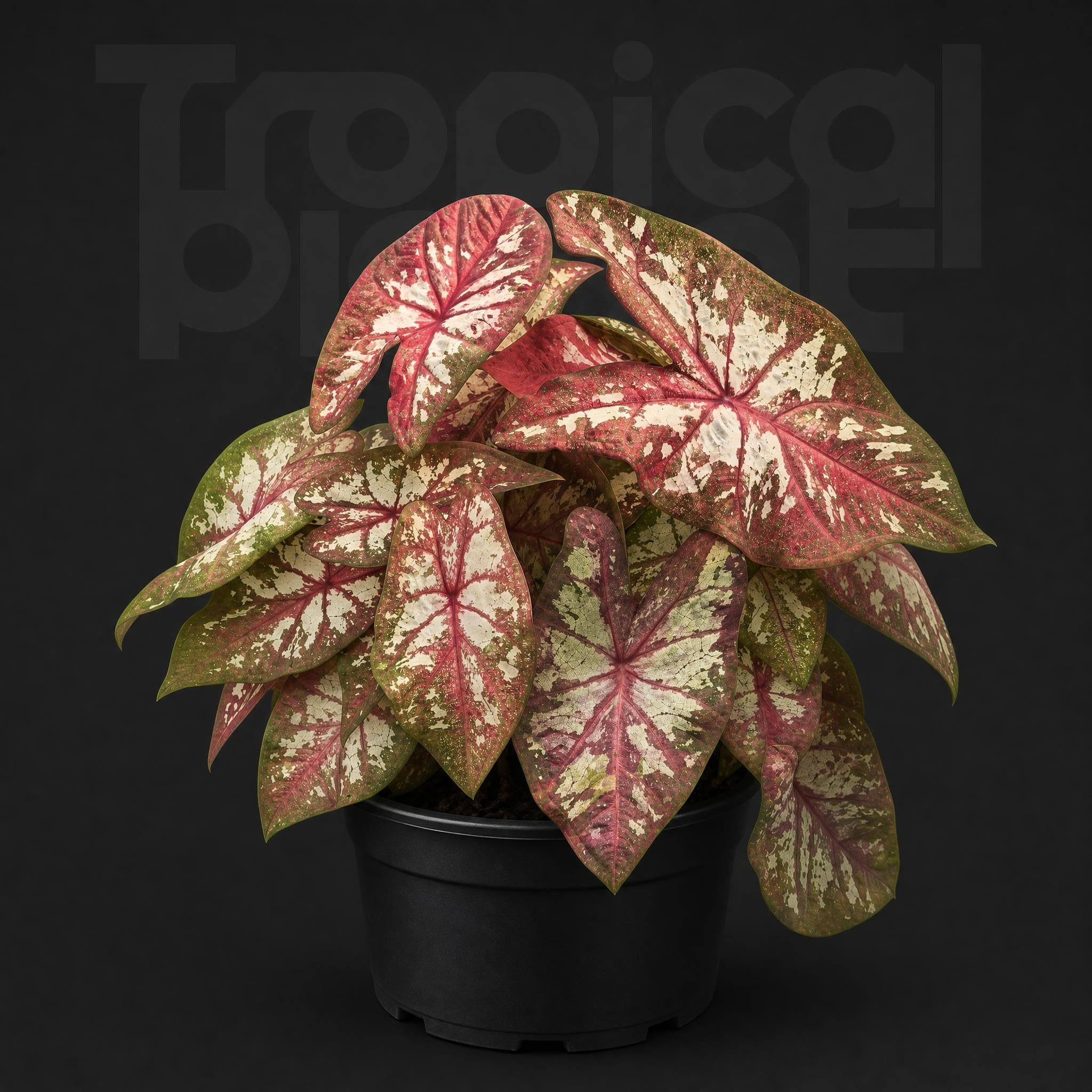 Caladium like smoke