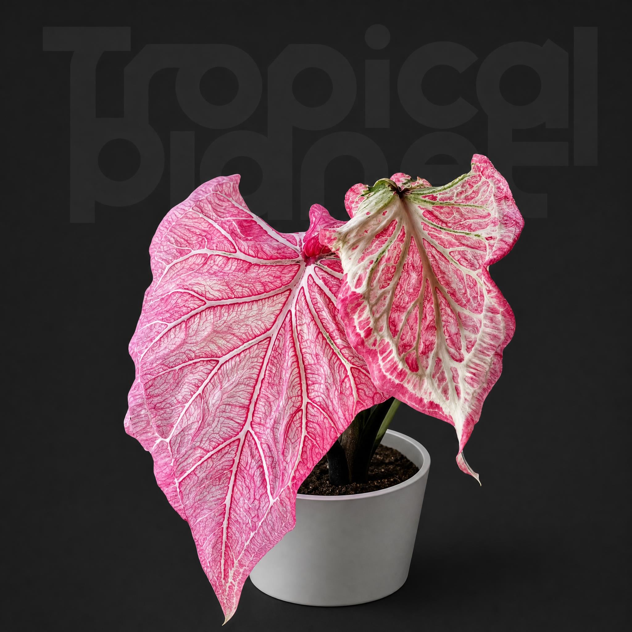 Caladium marbled beef