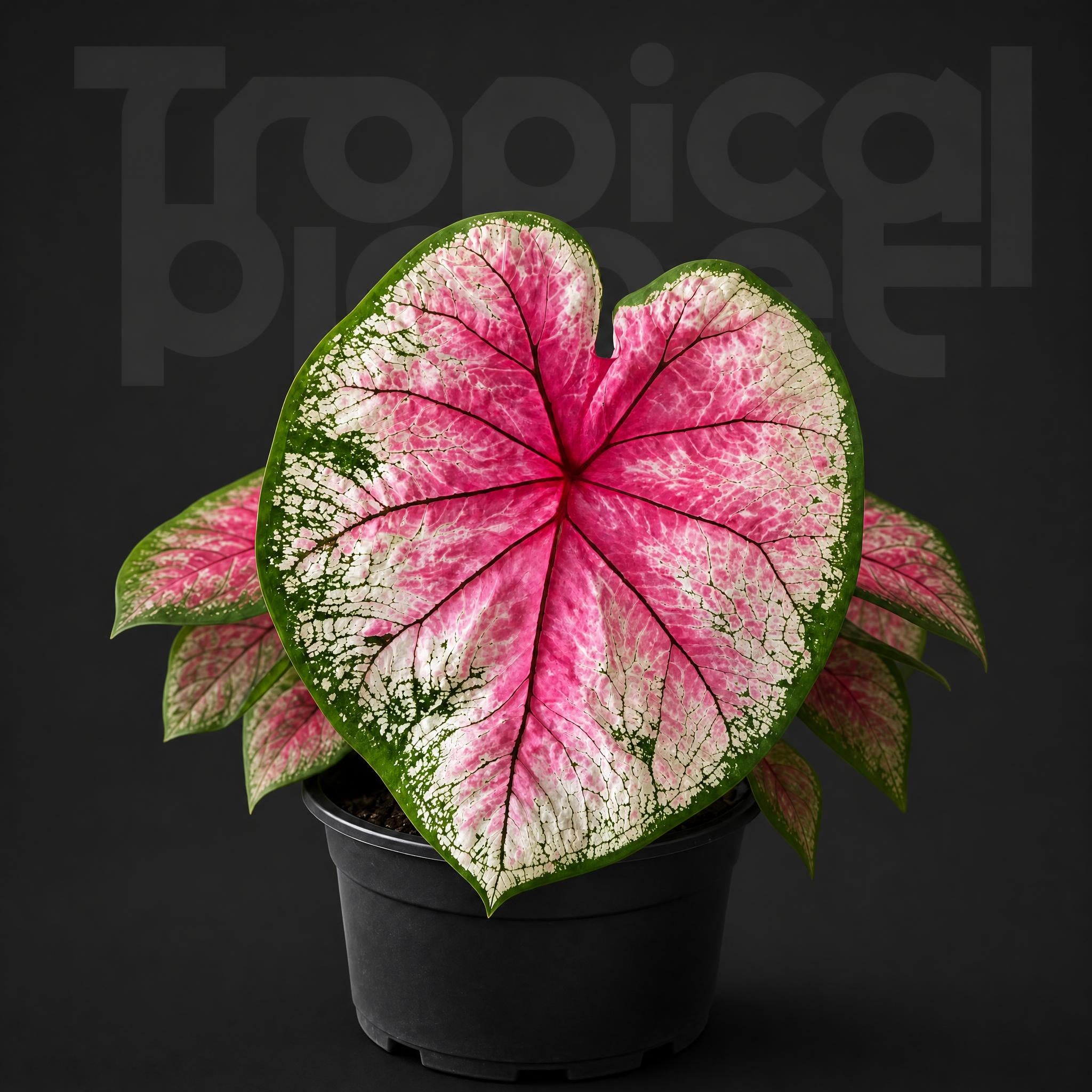 Caladium Monica