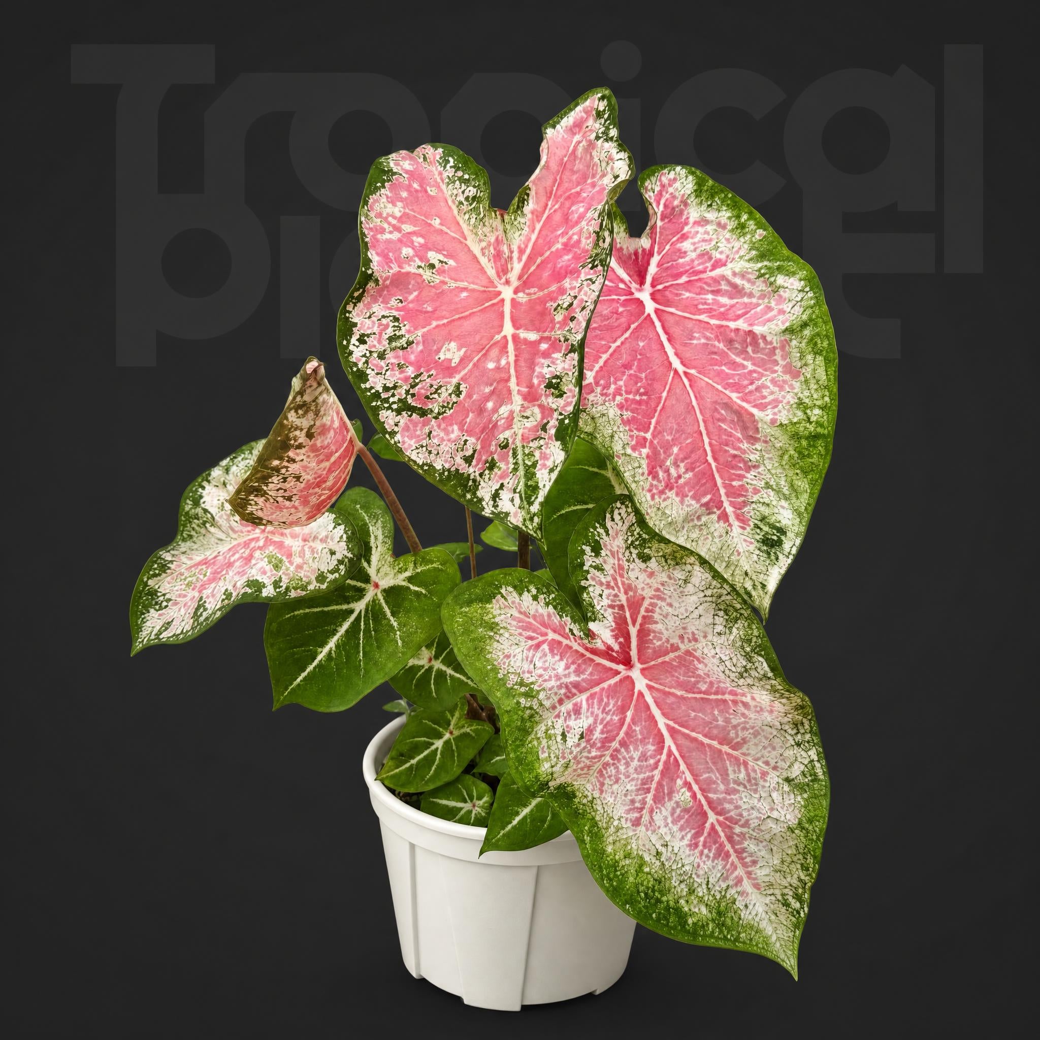 Caladium Pink cloud
