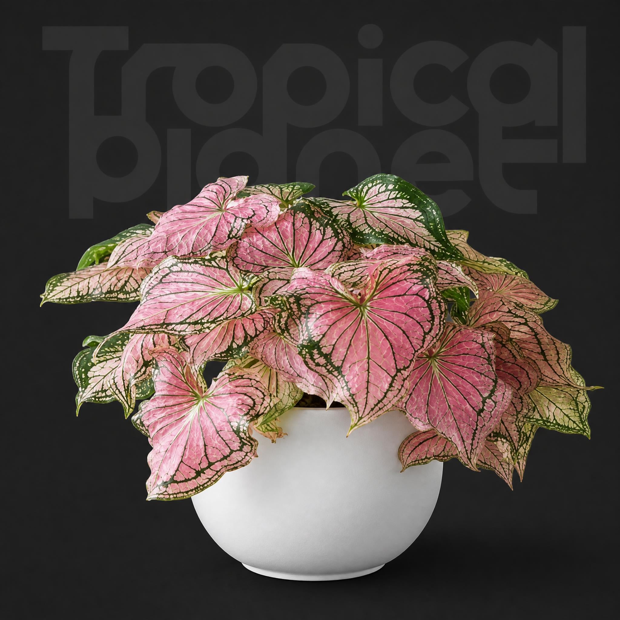 Caladium pink symphony