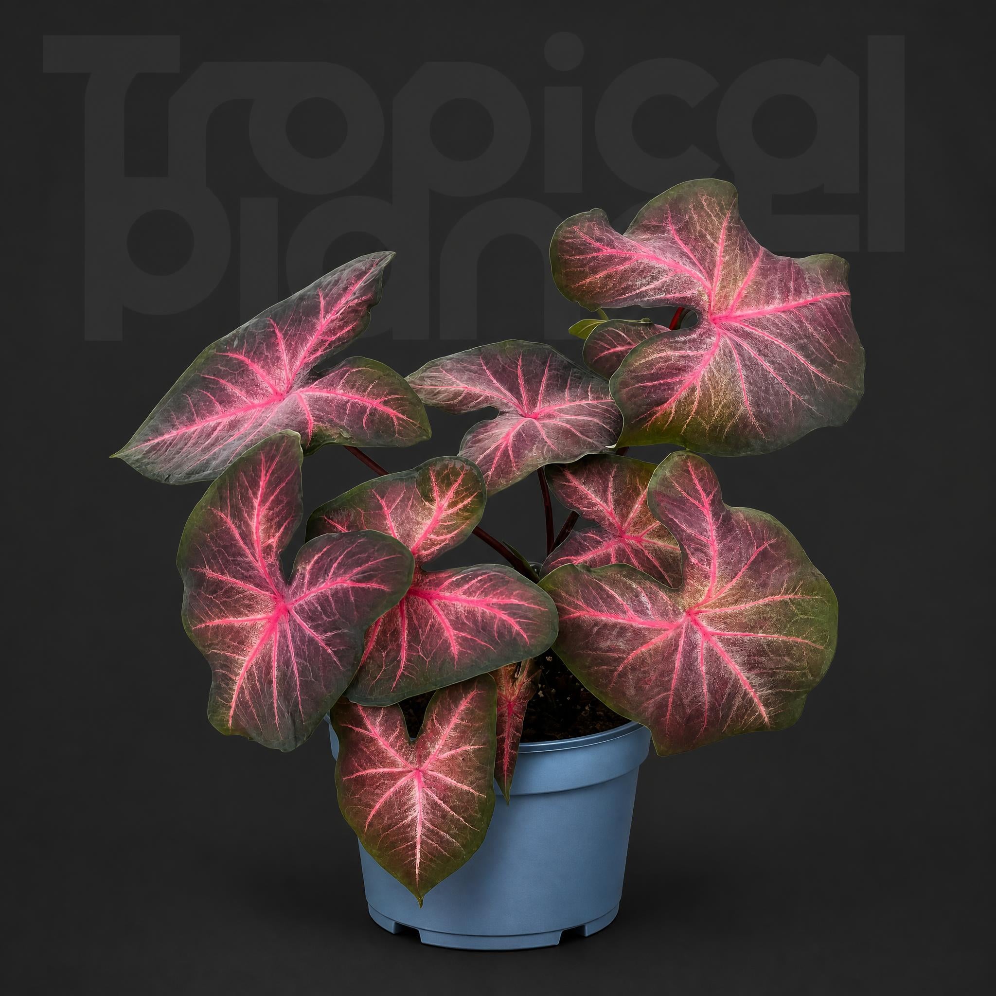 Caladium Red wine cherry