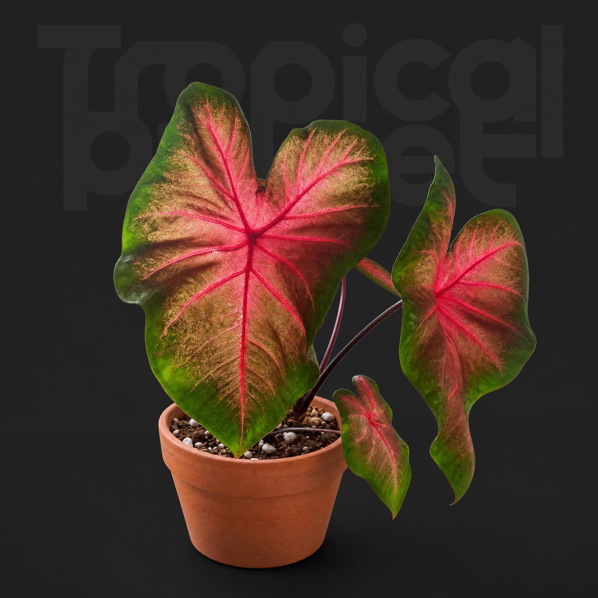 Caladium sequence