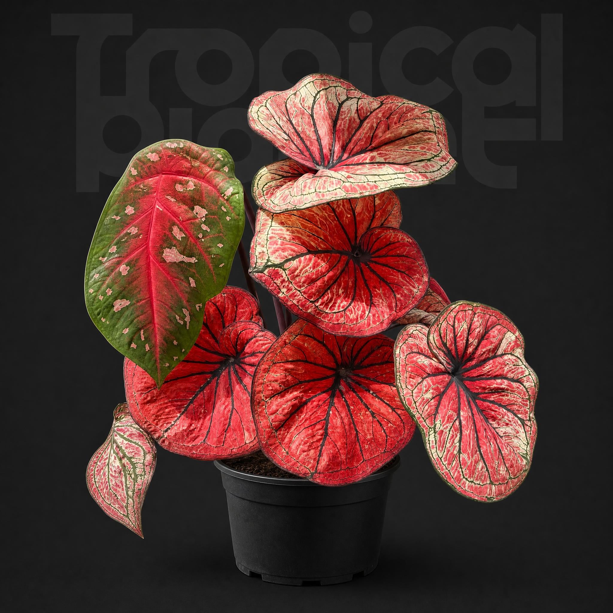 Caladium Siamese month