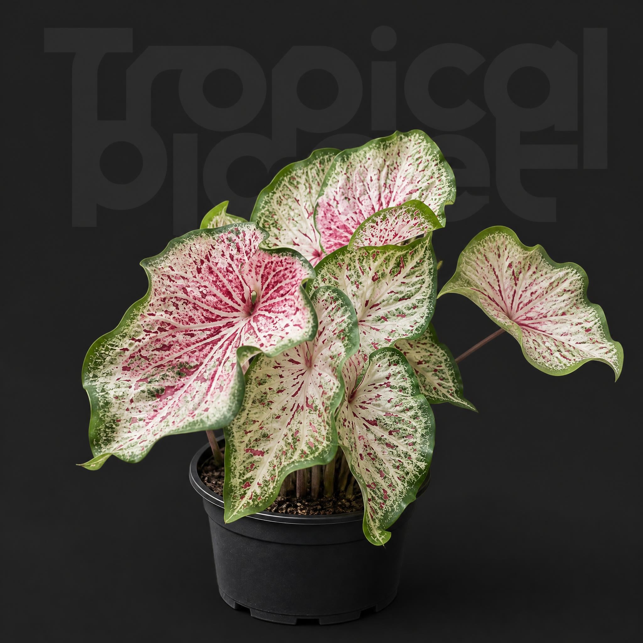 Caladium spiritual beautifulness