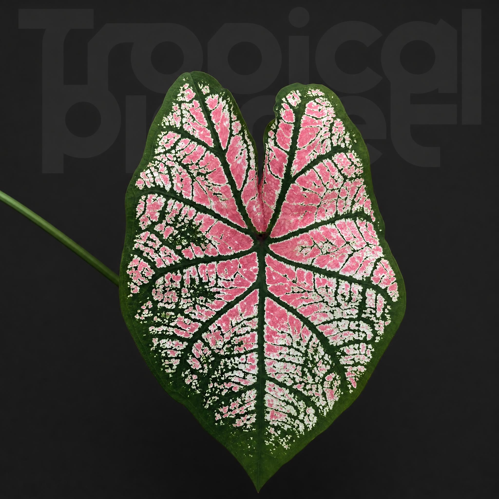 Caladium spring day