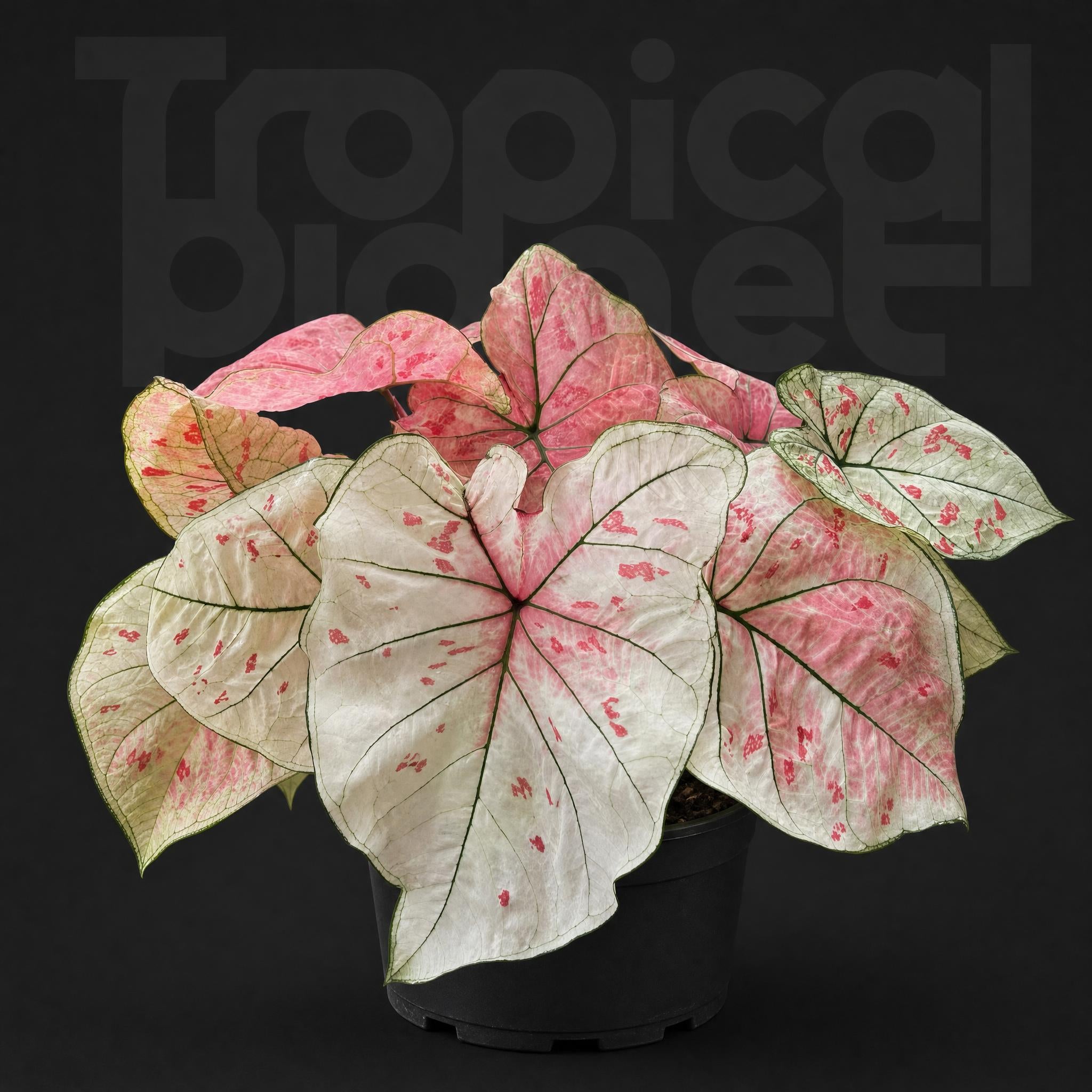 Caladium strawberry star