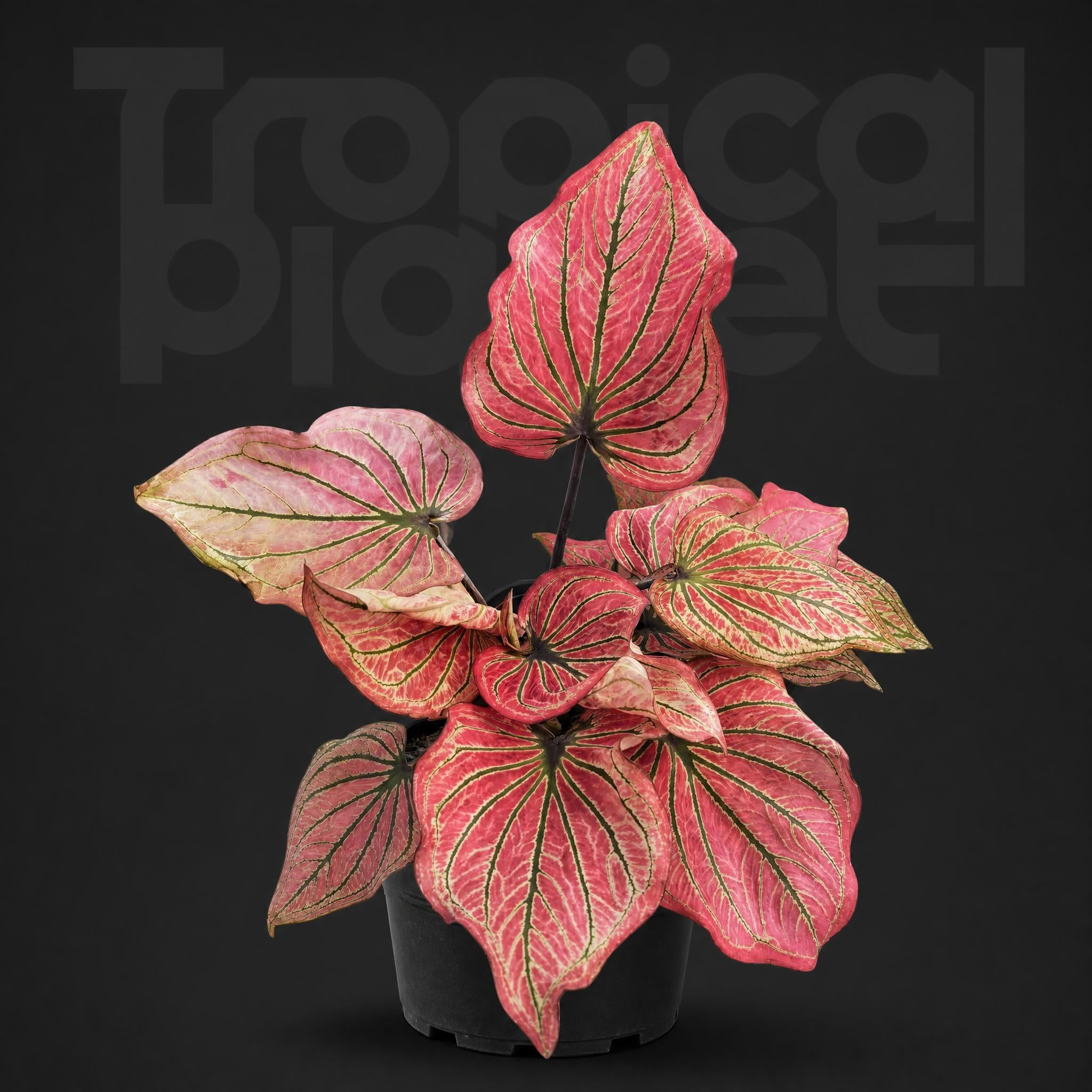 Caladium The Burgundy Rose