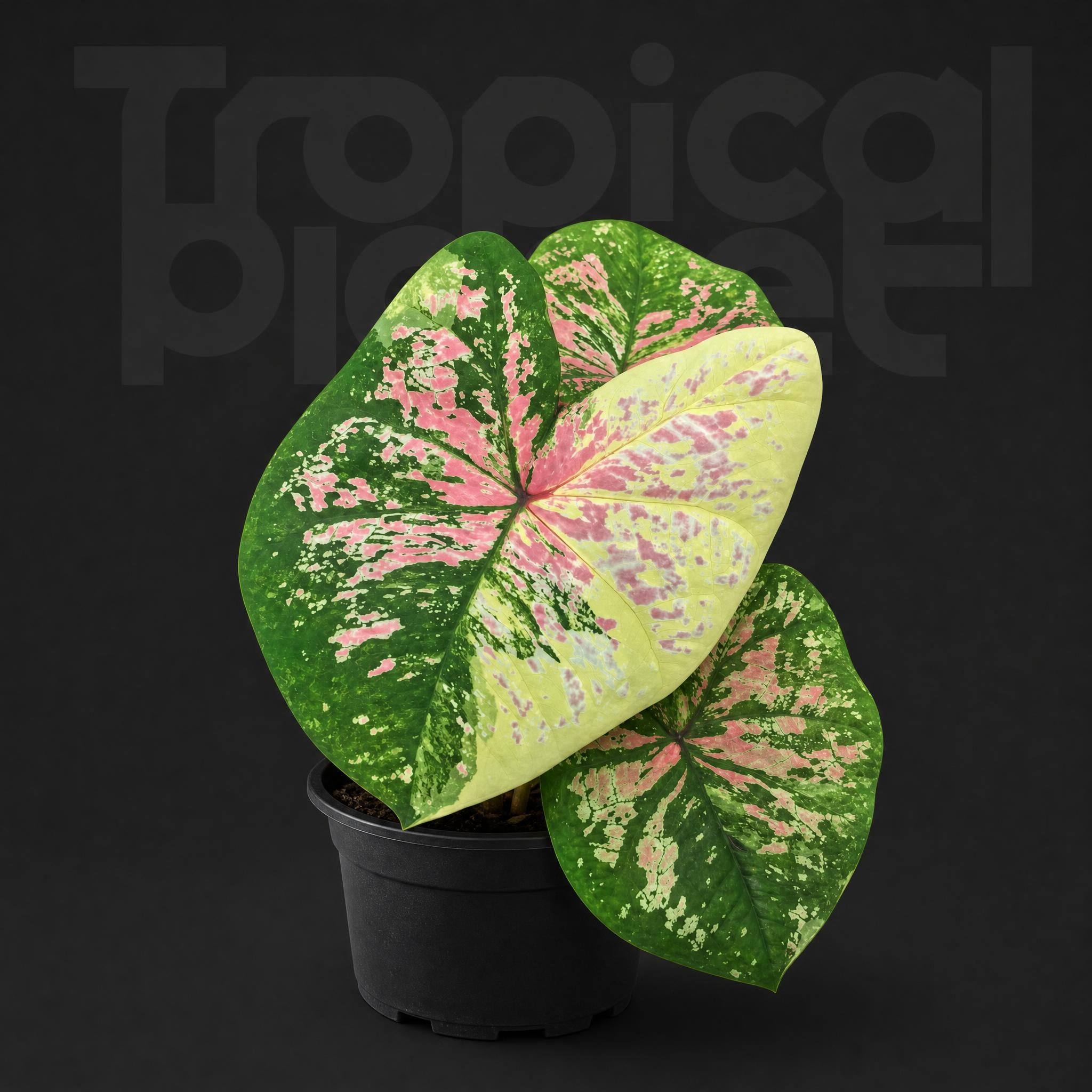 Caladium the moonstone