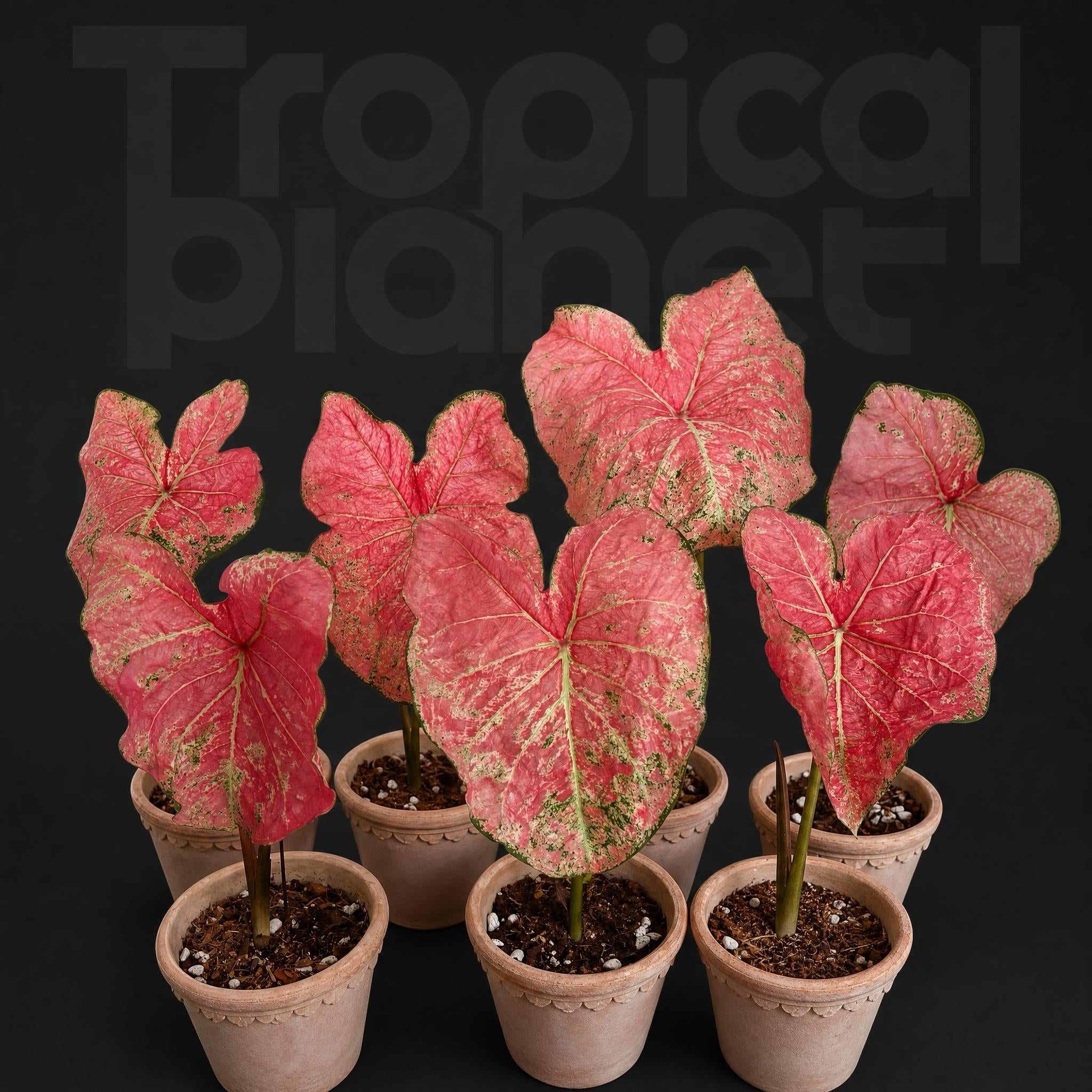 Caladium toe shoe