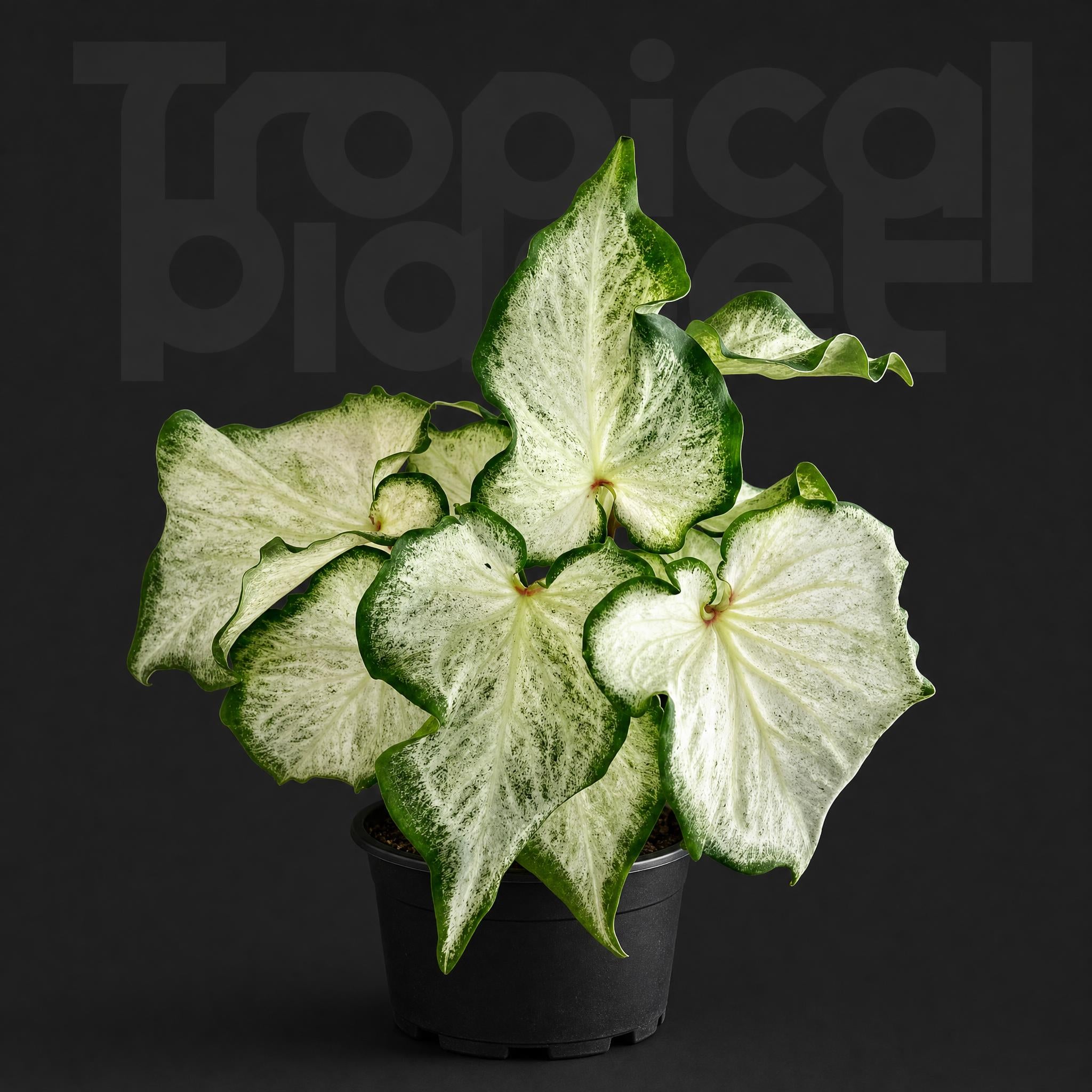 Caladium white column