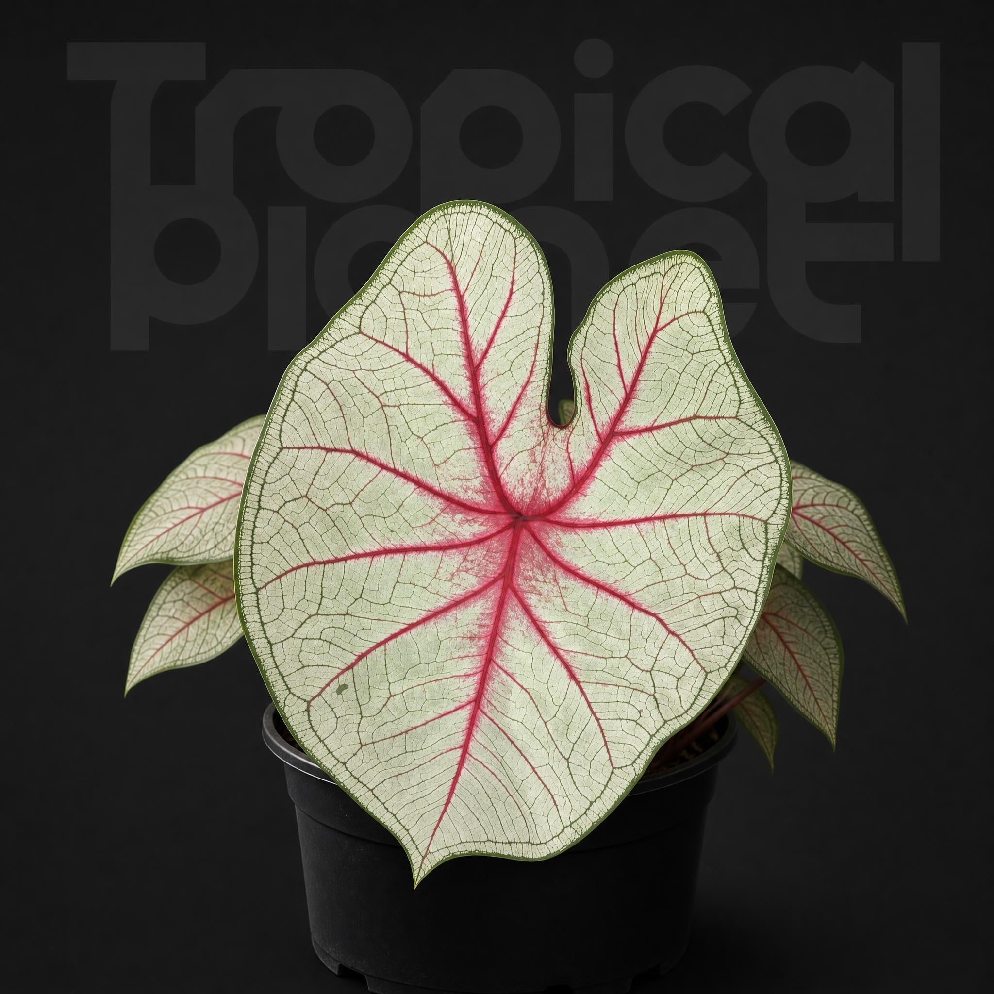 Caladium white queen