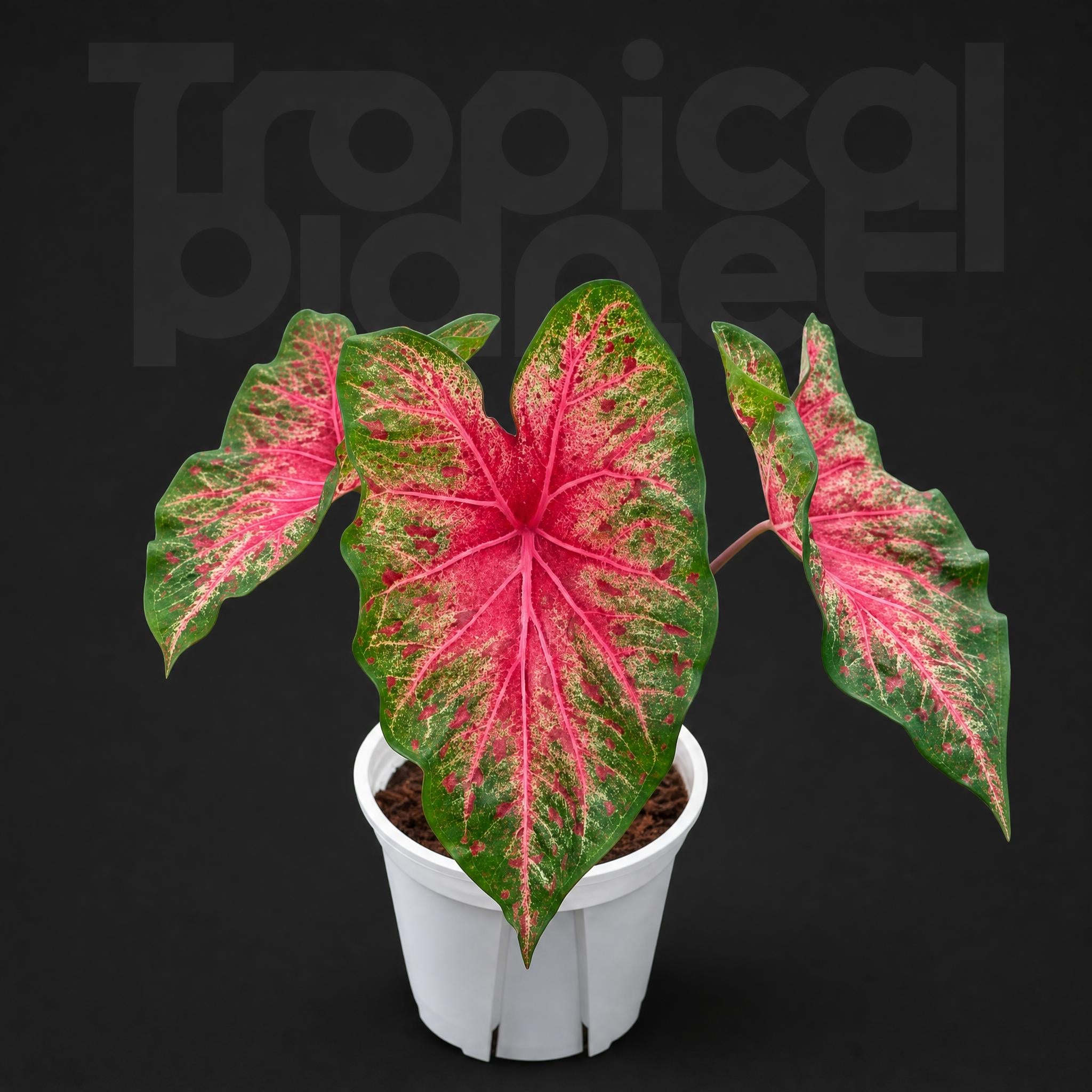Caladium wild fire