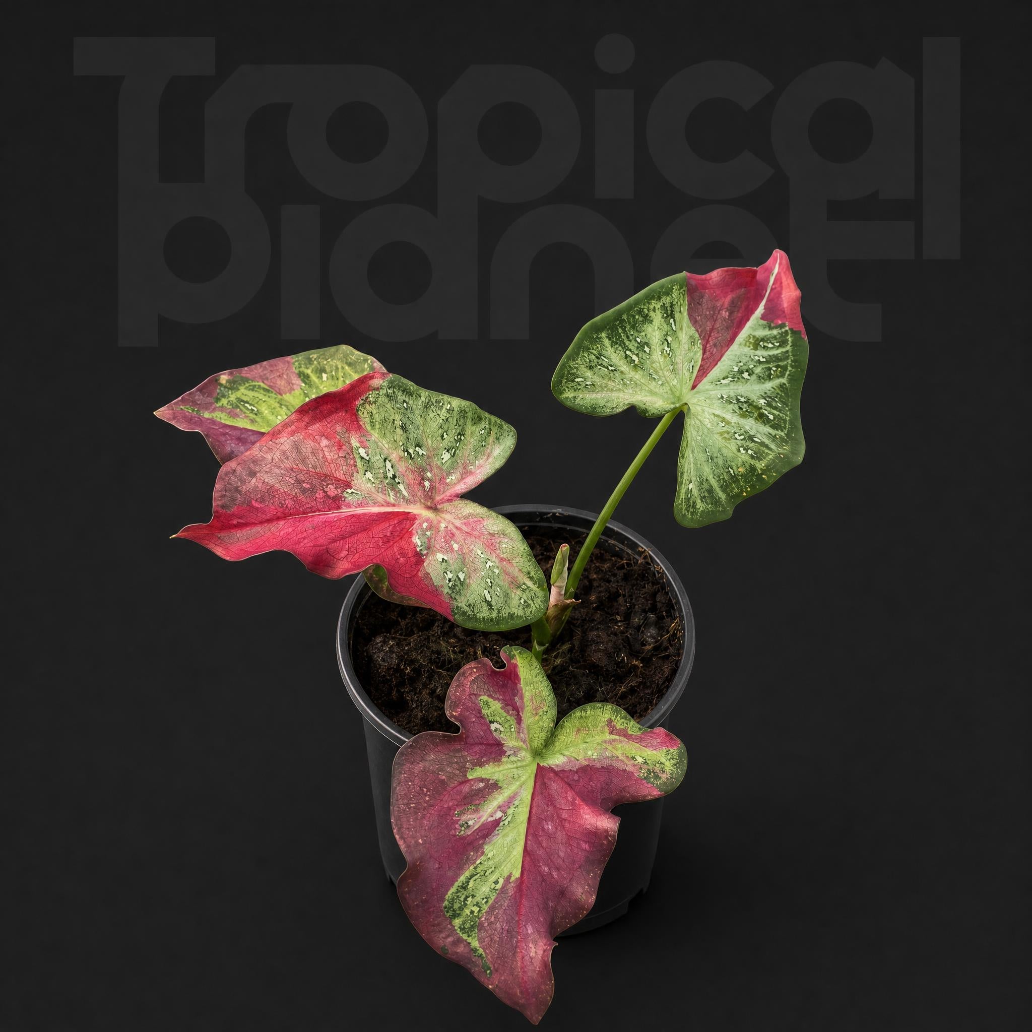 Caladium zhong wuyan