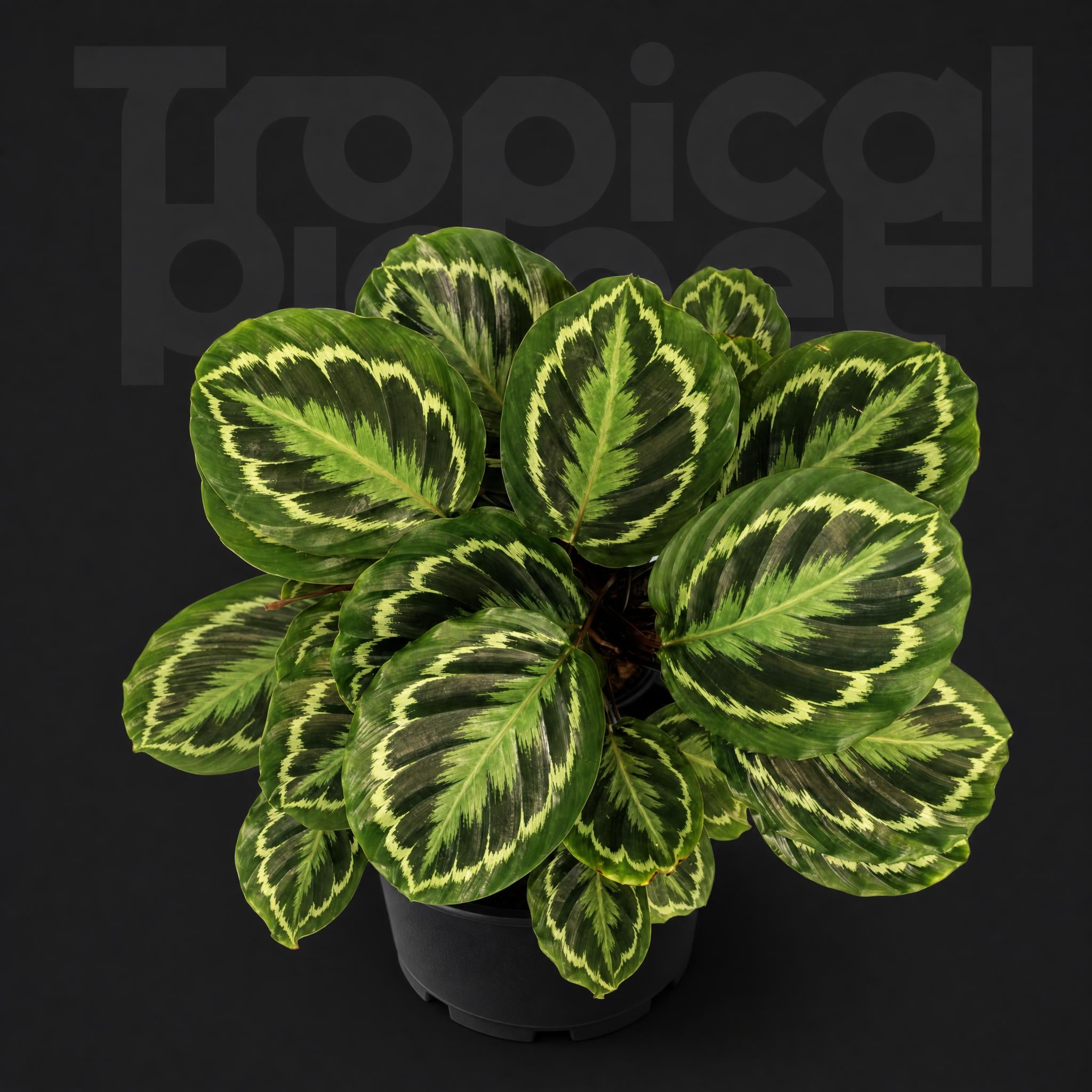 Calathea Medallion
