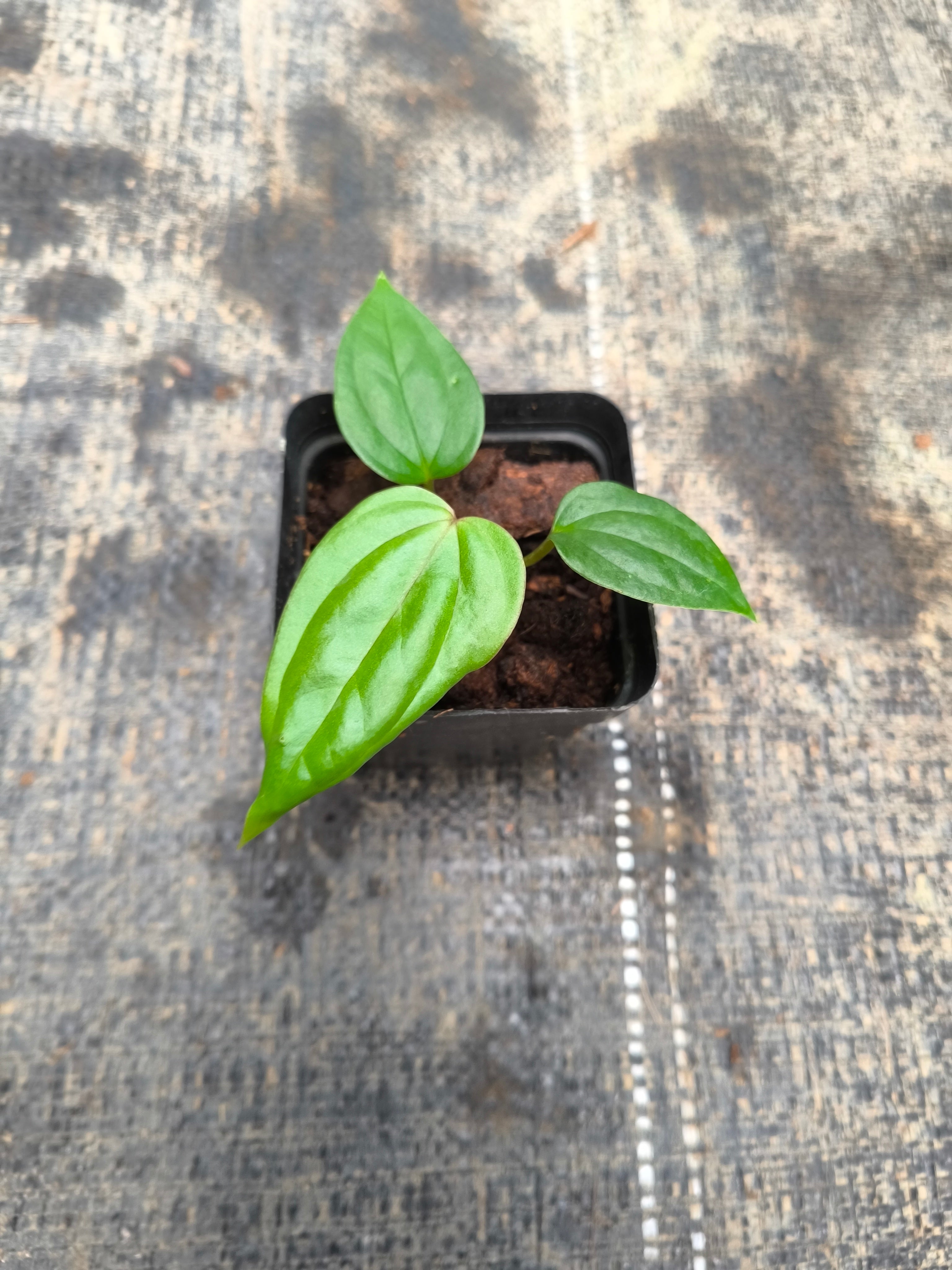 Anthurium luxurians × Anthurium 'Dark Phoenix'