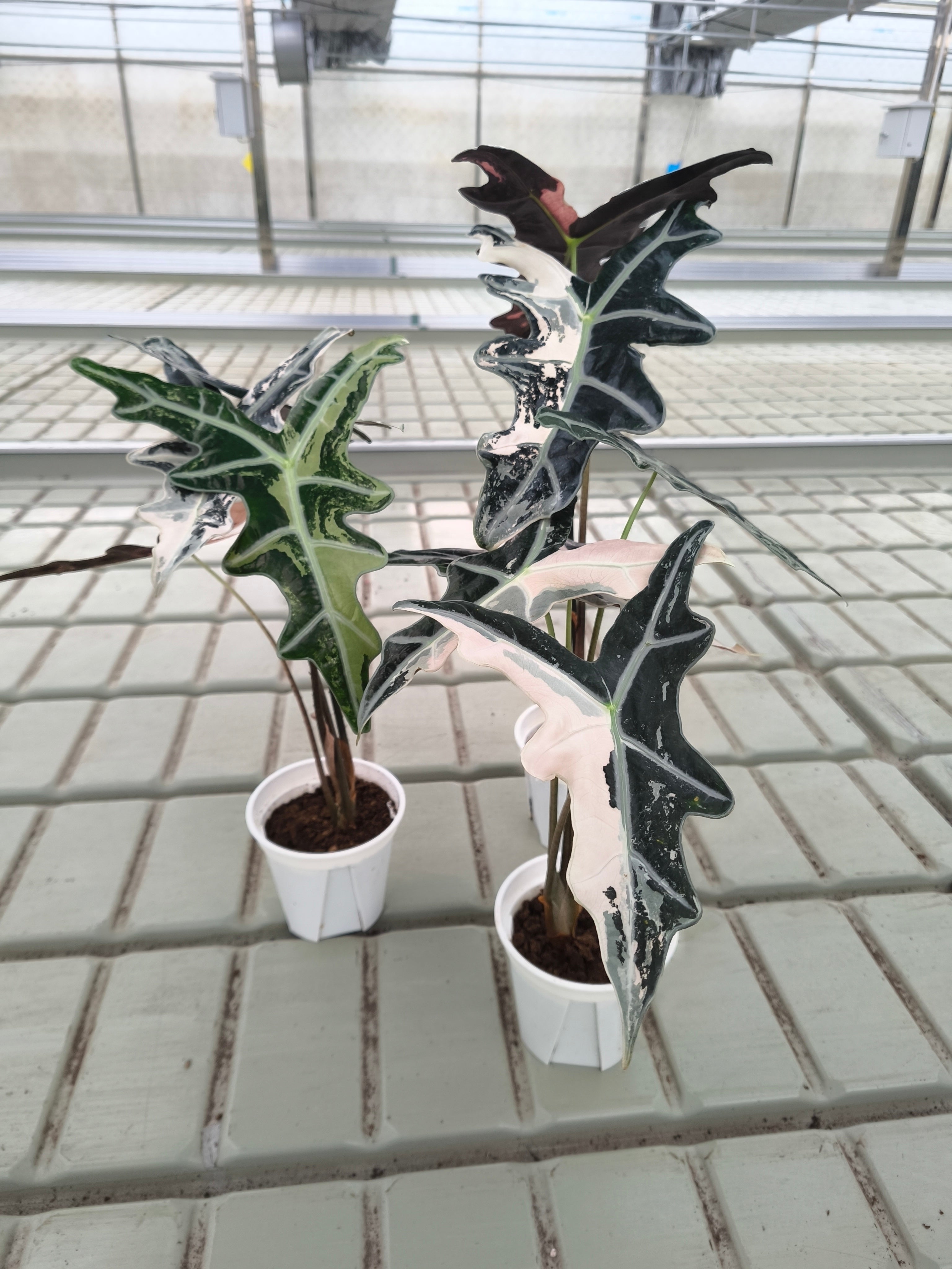 Alocasia sanderiana 'Nobilis'