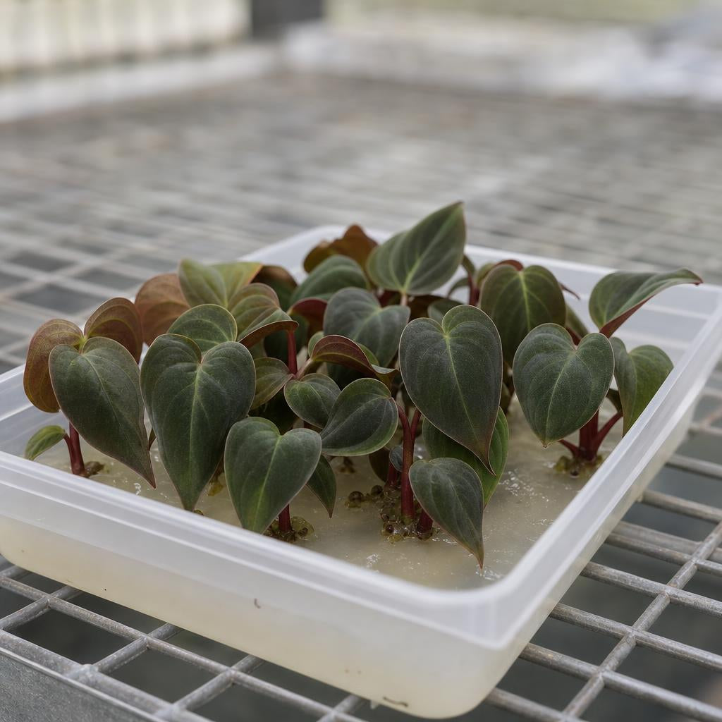 Philodendron 'El Choco Red' - tissue culture seedling scene 1