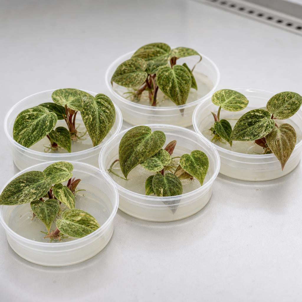 Philodendron 'El Choco Red' 'Variegata' - tissue culture seedling scene 1