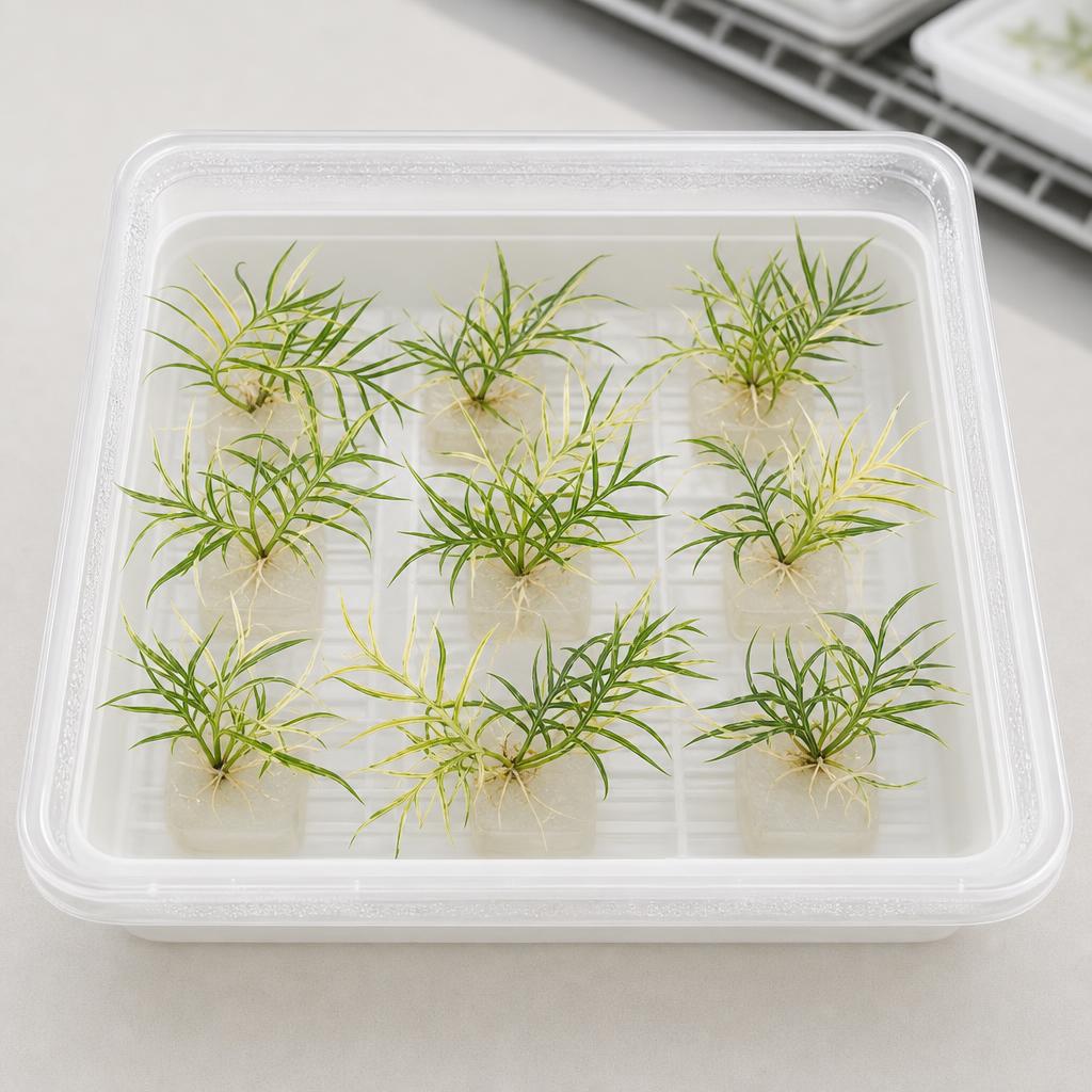 Philodendron tortum 'Variegata' - tissue culture seedling scene 2