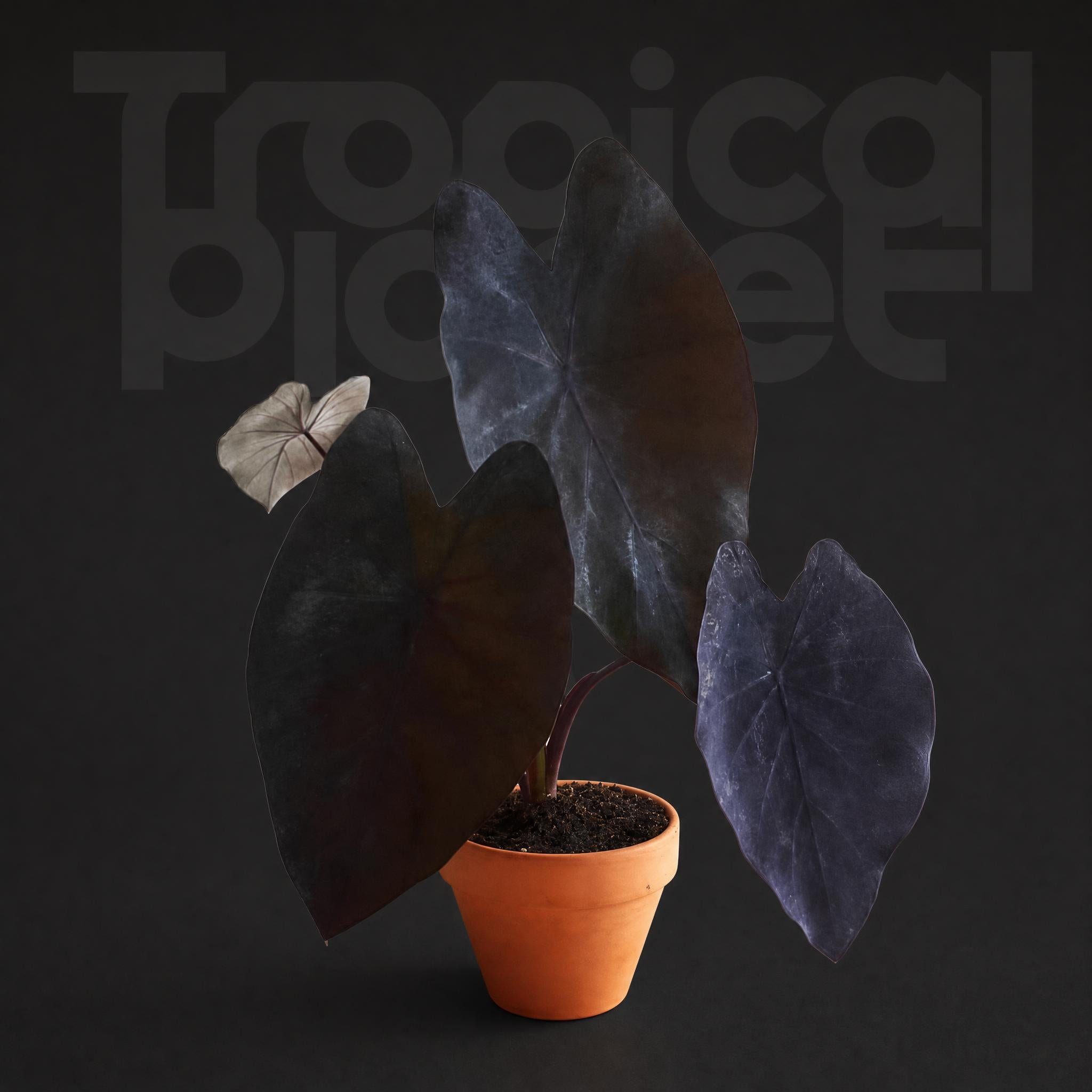 Colocasia esculenta 'Black Magic