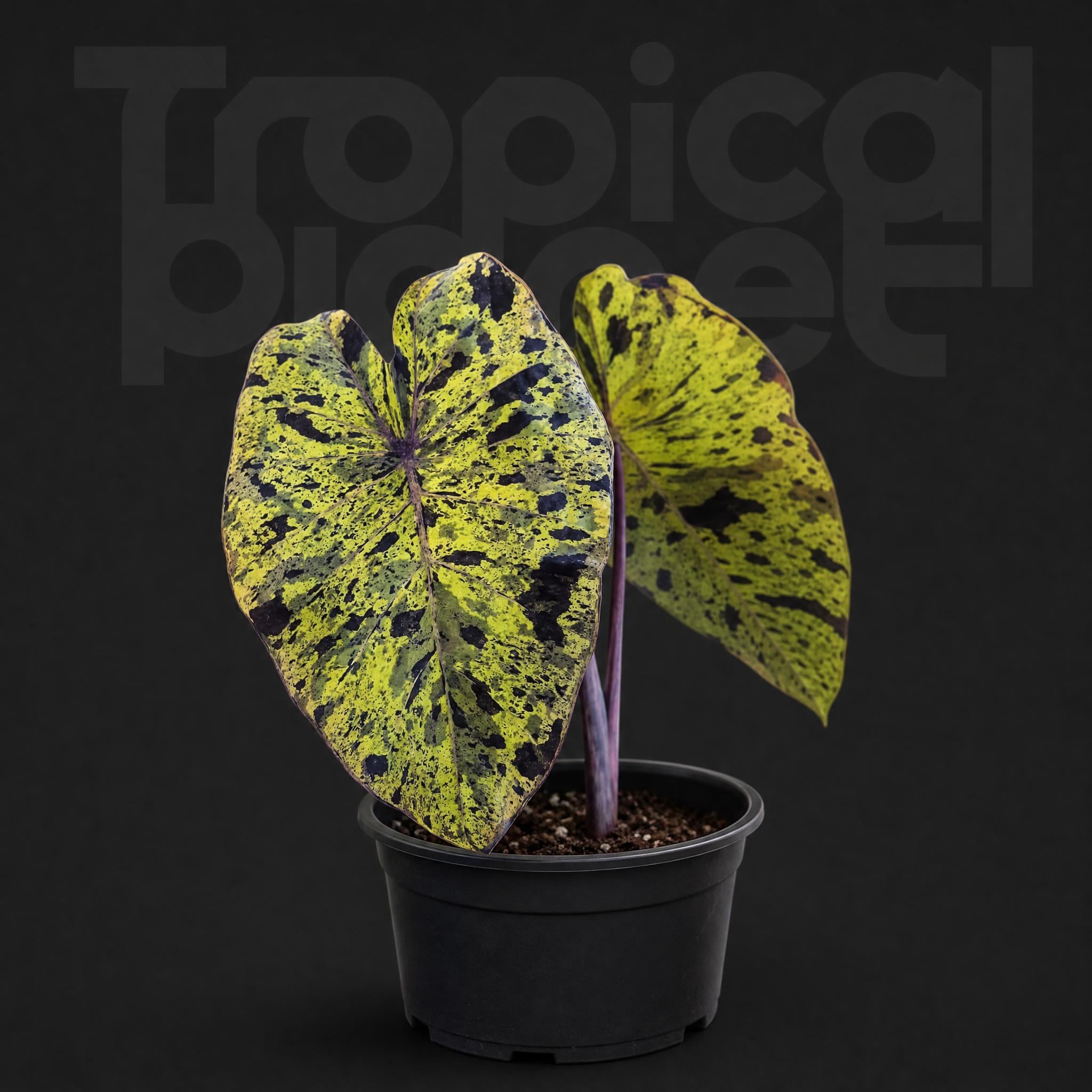 Colocasia Mojito