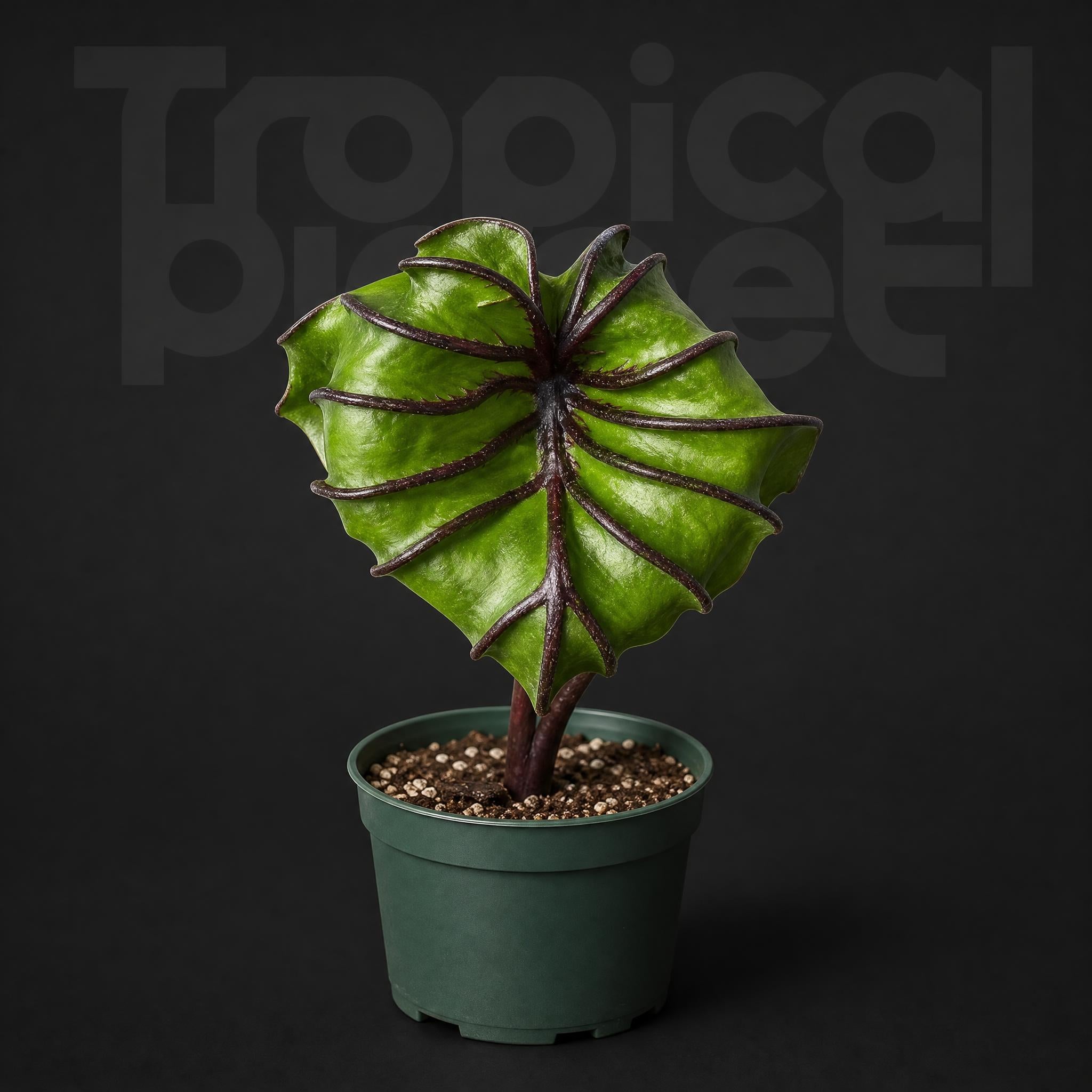 Colocasia Paraoh Mask