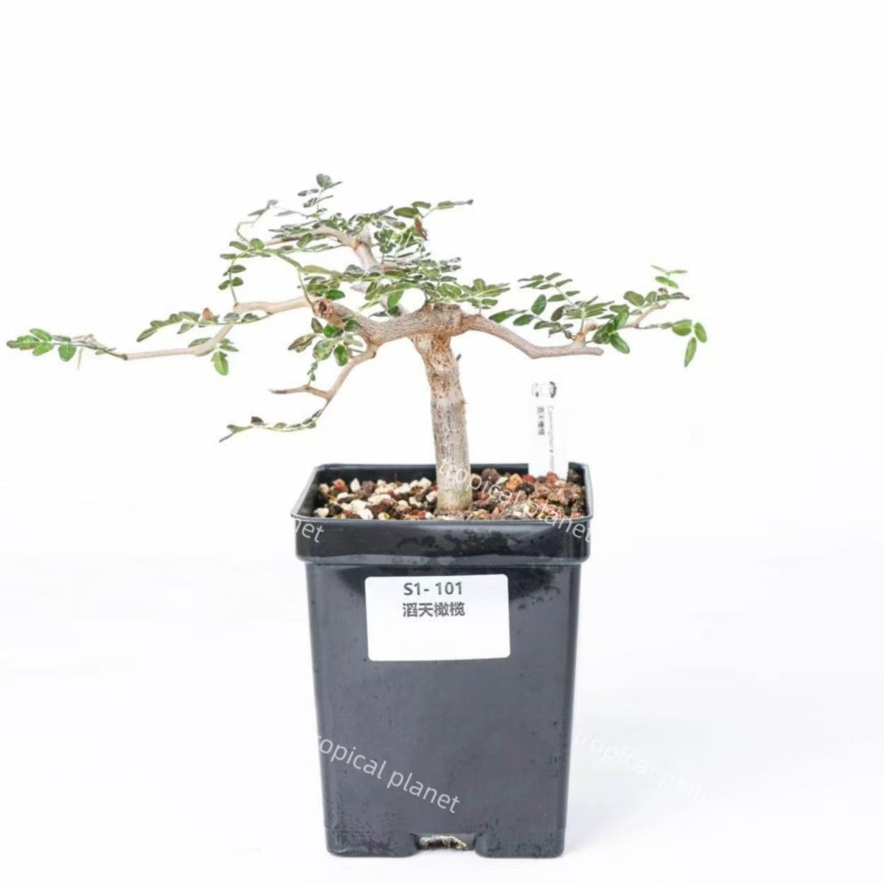 Commiphora monstruosa - 1:1 full-frame product photo