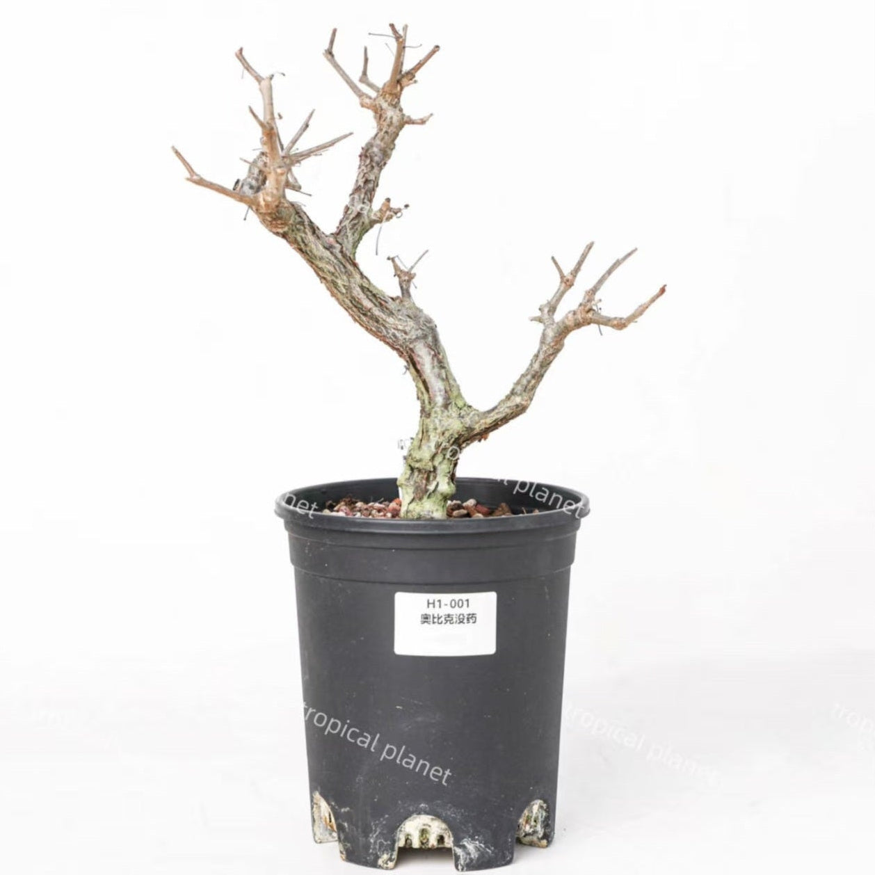 Commiphora obicularis - 1:1 full-frame product photo