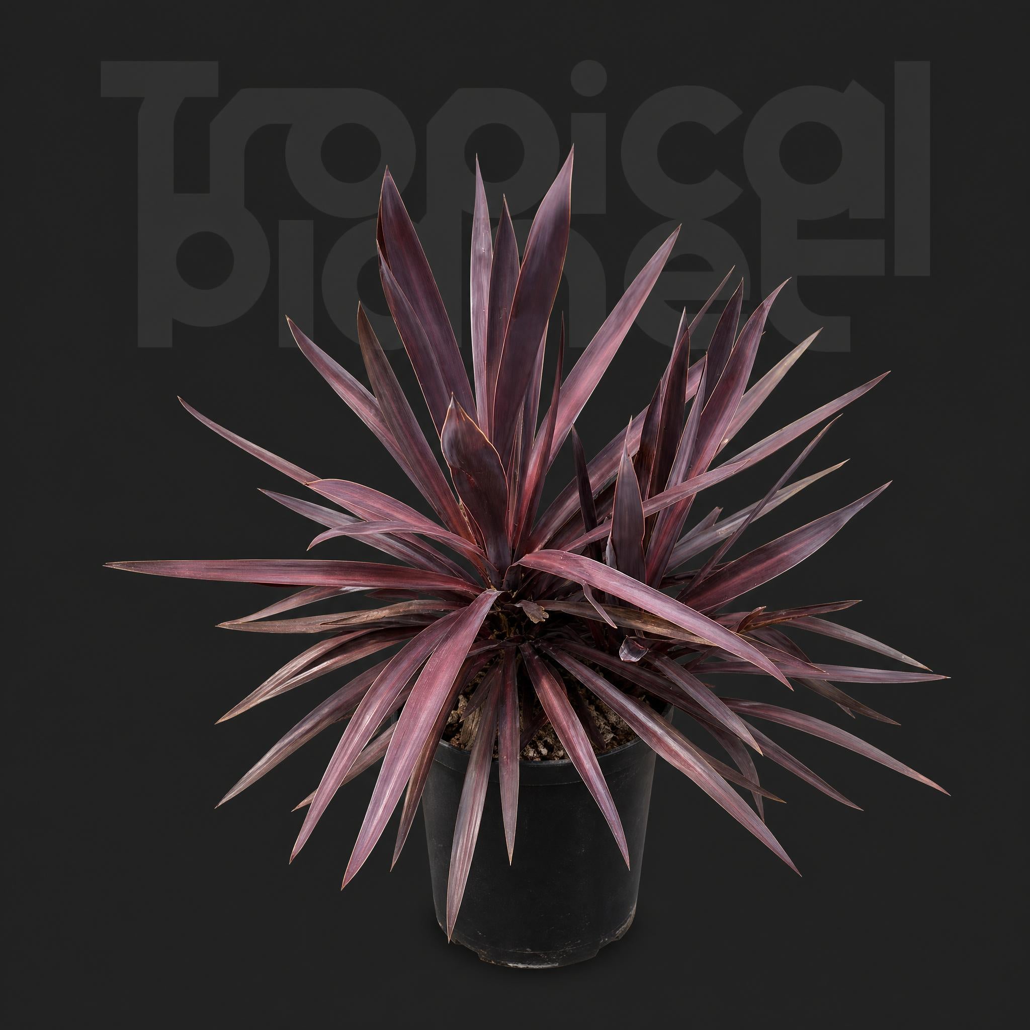 Cordyline australis red star