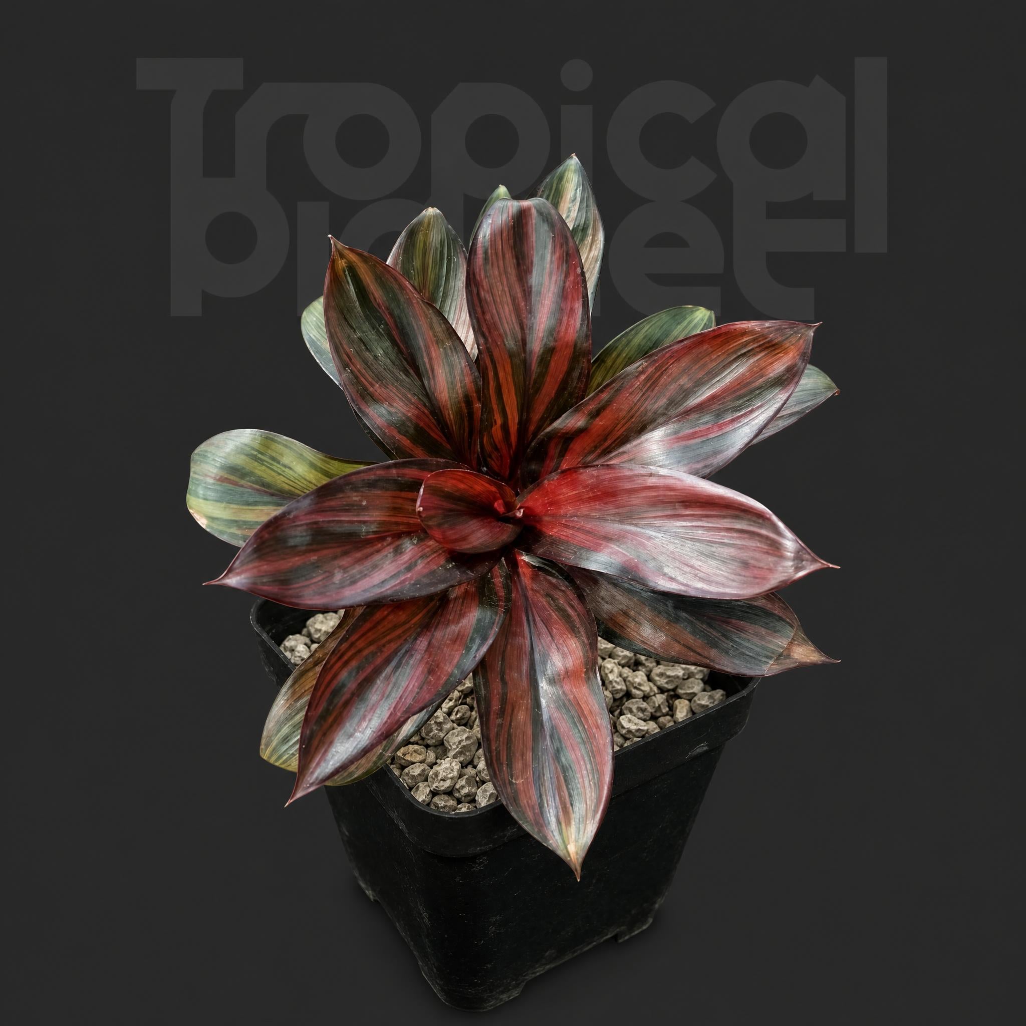 Cordyline fruticosa Cointreau