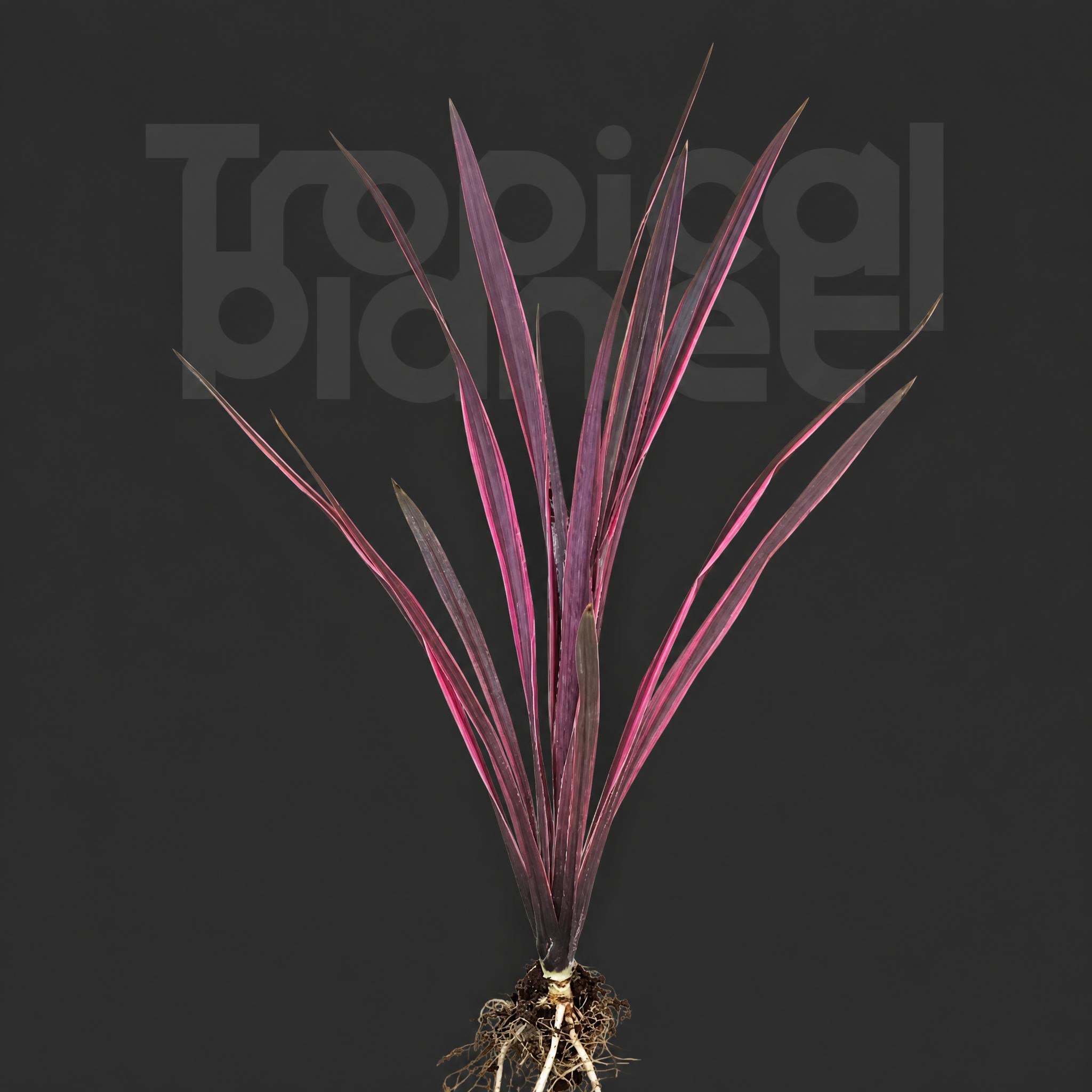 Cordyline Paso Double