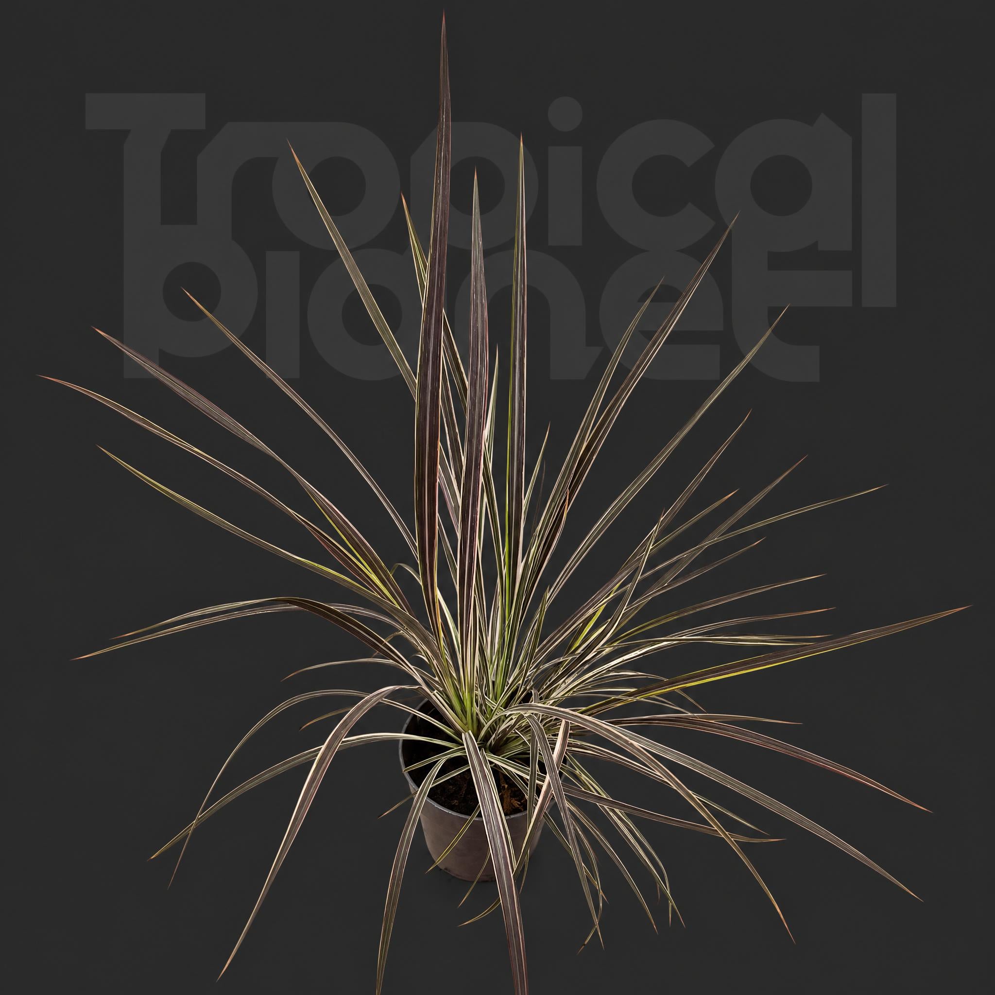 Cordyline Torbay Dazzler