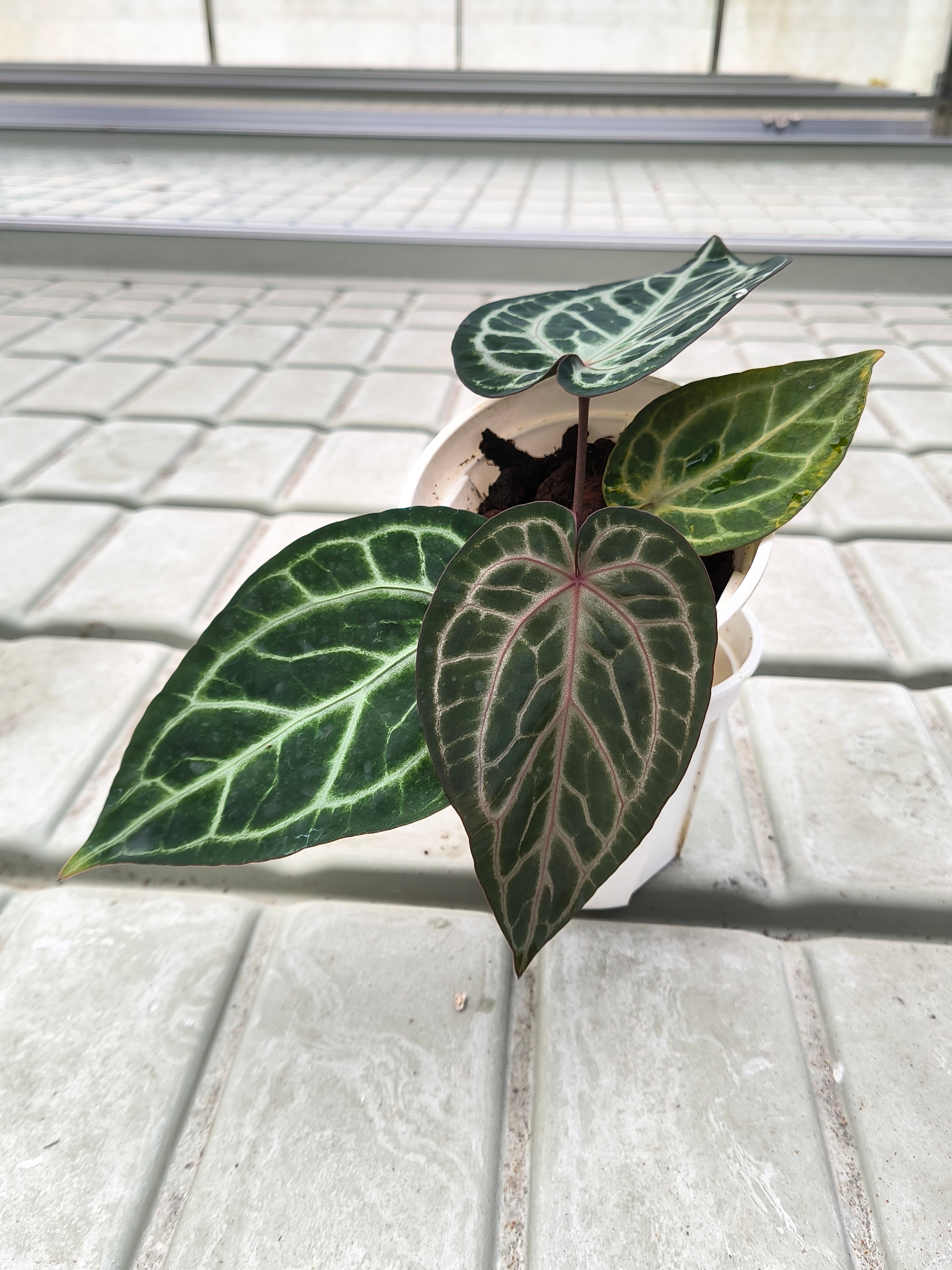 Anthurium 'Witch'F2
