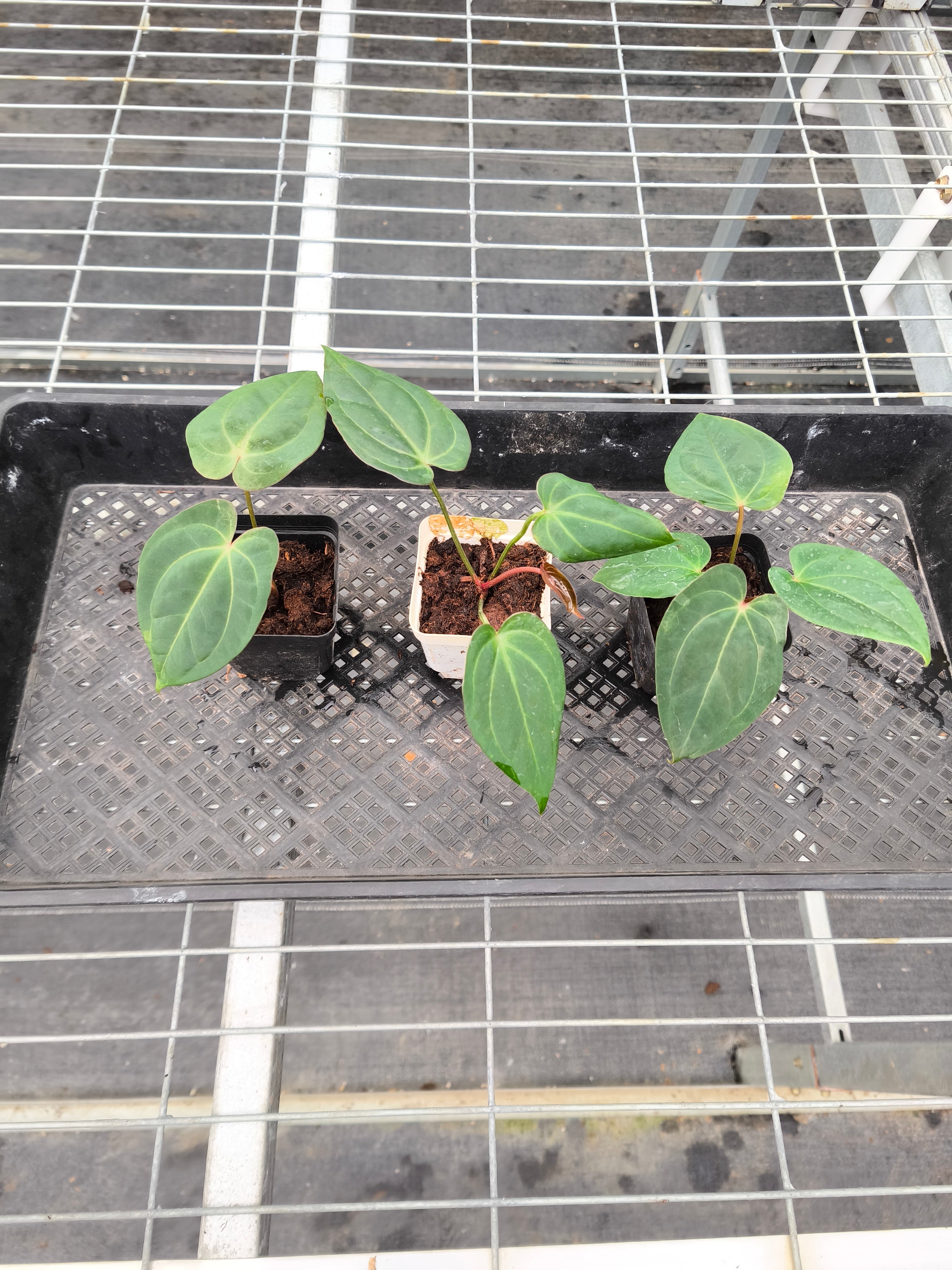 Anthurium 'Dark Phoenix'× Anthurium Subsignatum
