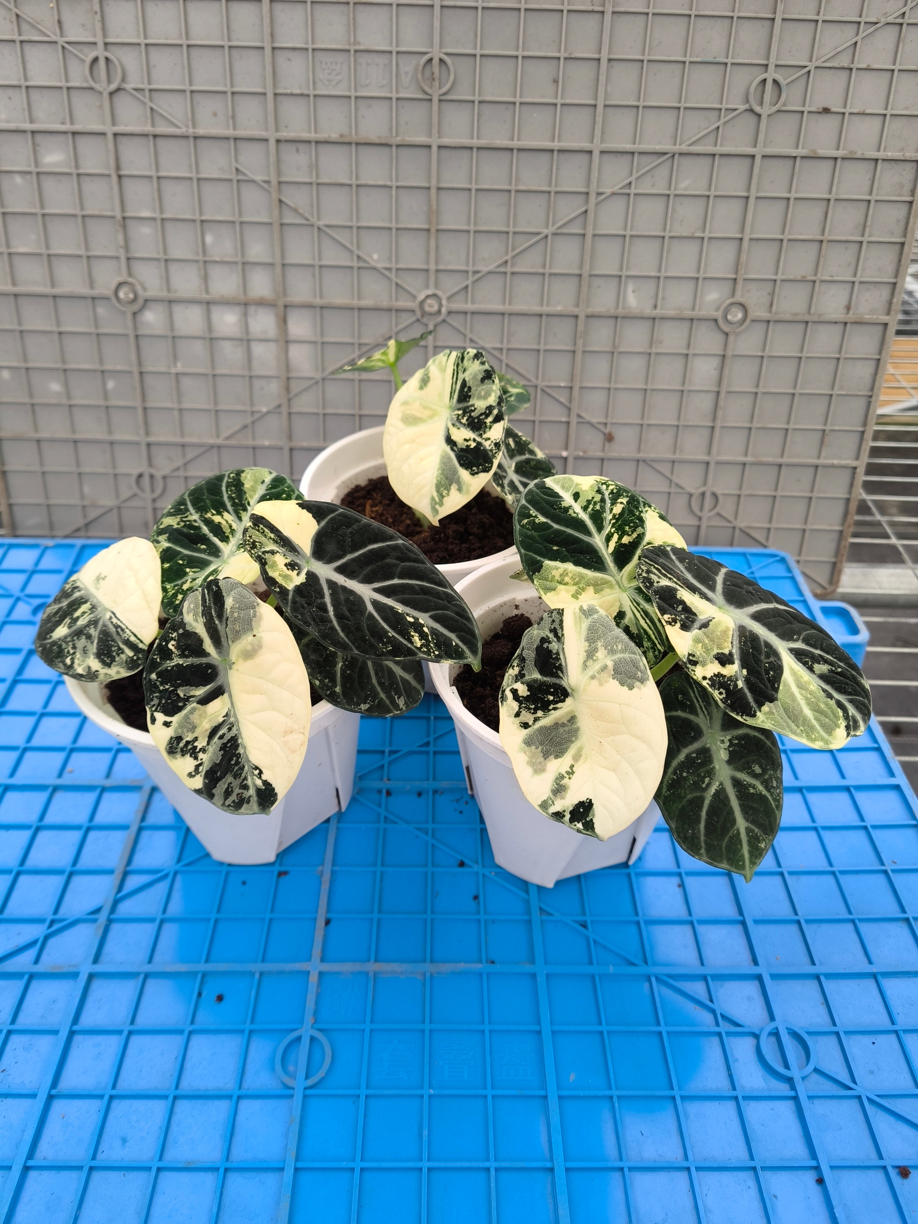 Alocasia 'Ninja' Albo Variegated