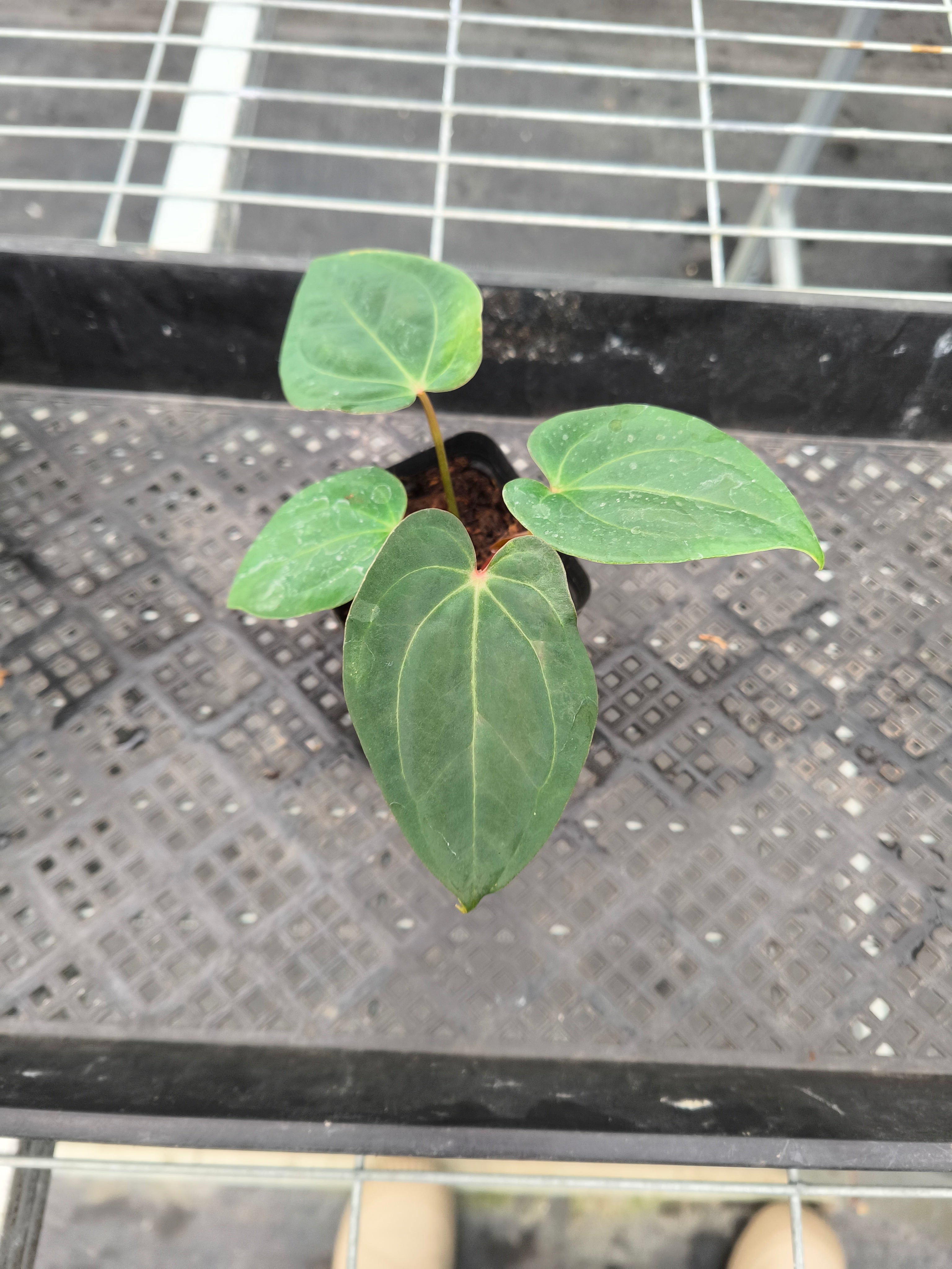 Anthurium 'Dark Phoenix'× Anthurium Subsignatum