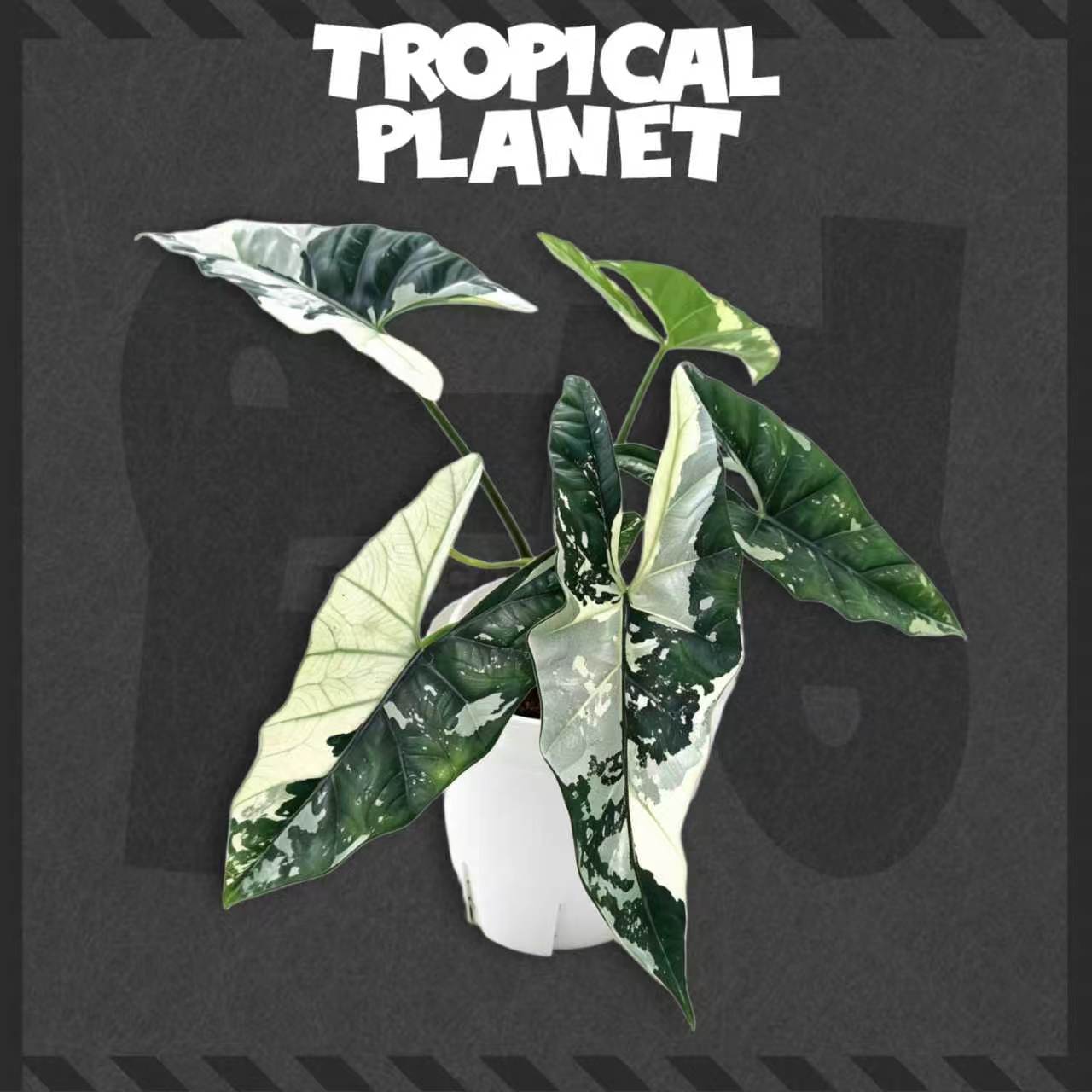 Alocasia 'Simpo' Albo Variegata
