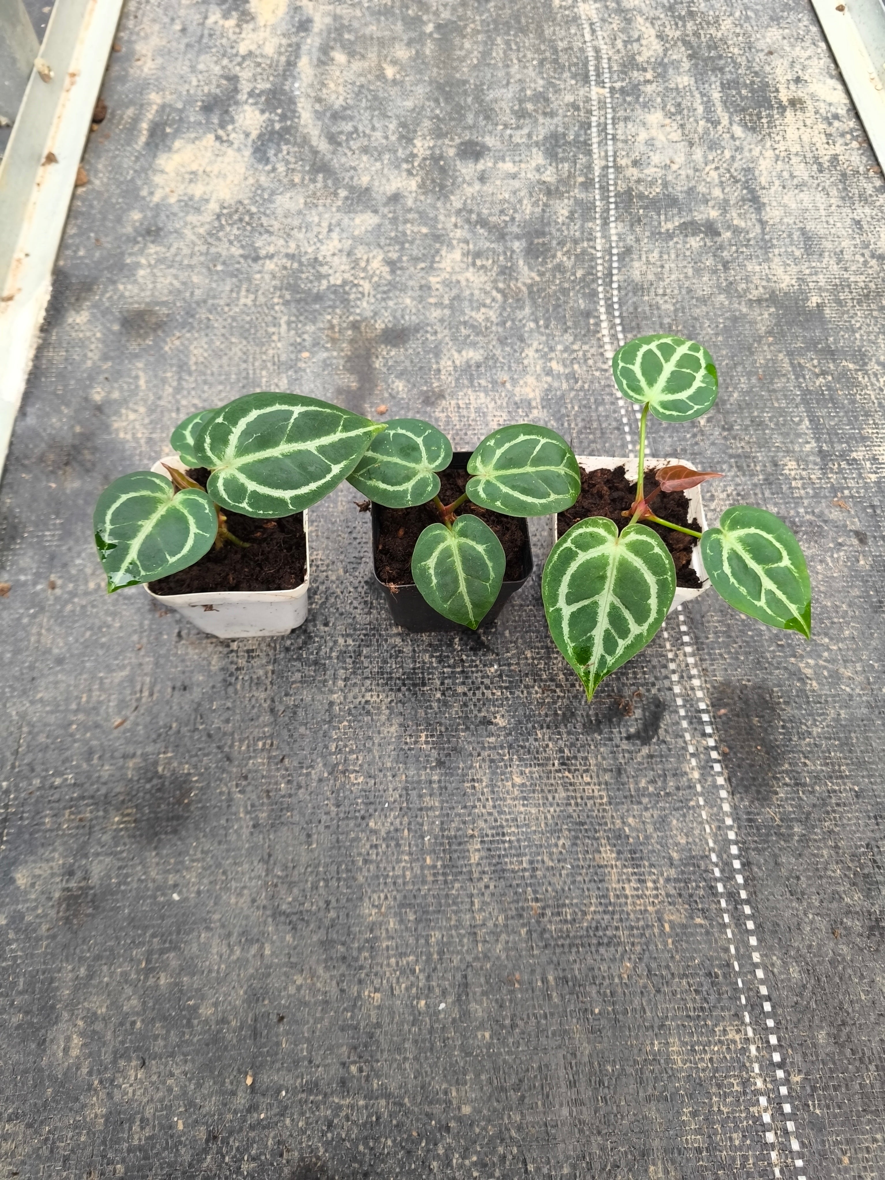Anthurium 'Dorayaki' hybrid