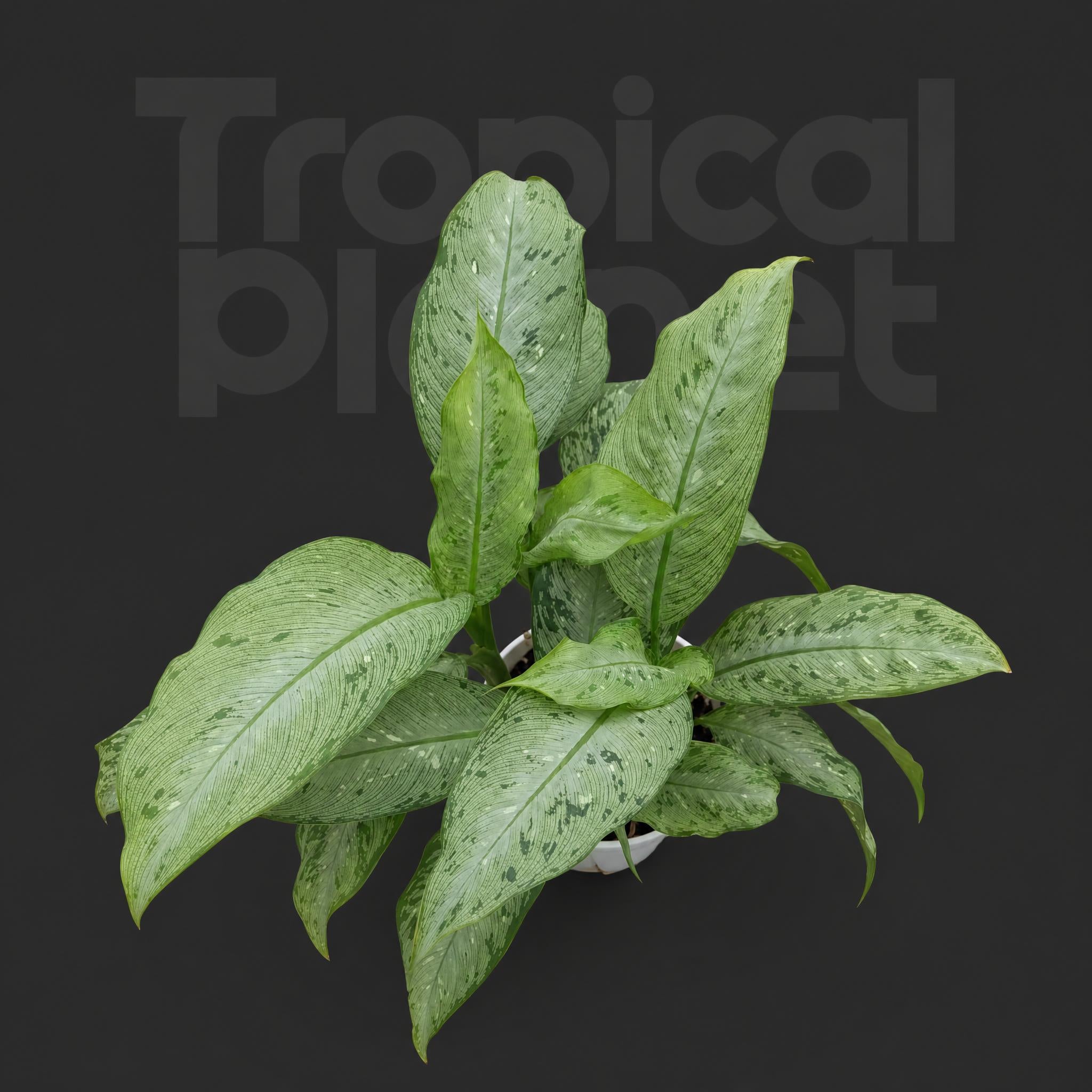 Dieffenbachia Memoria