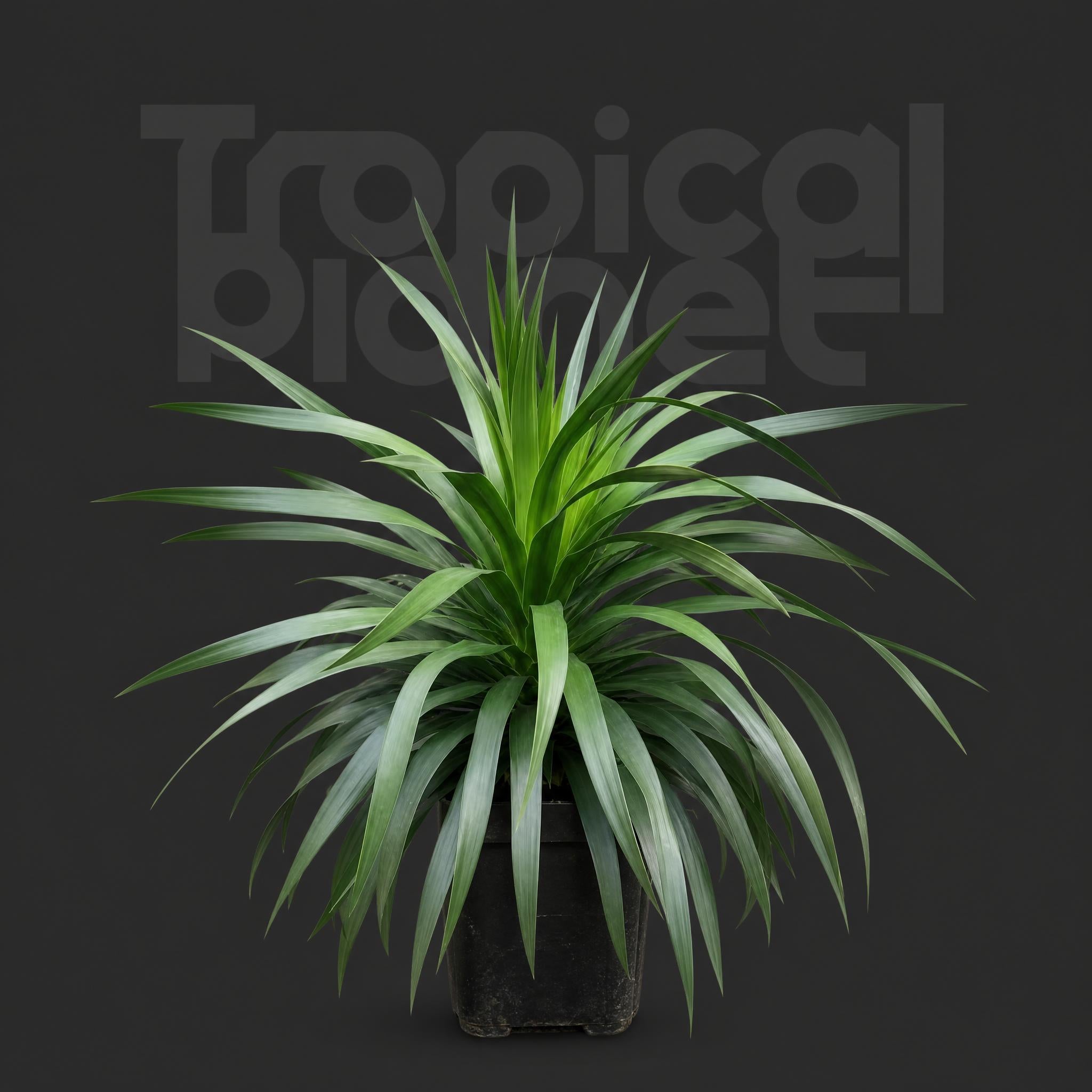 Dracaena #68
