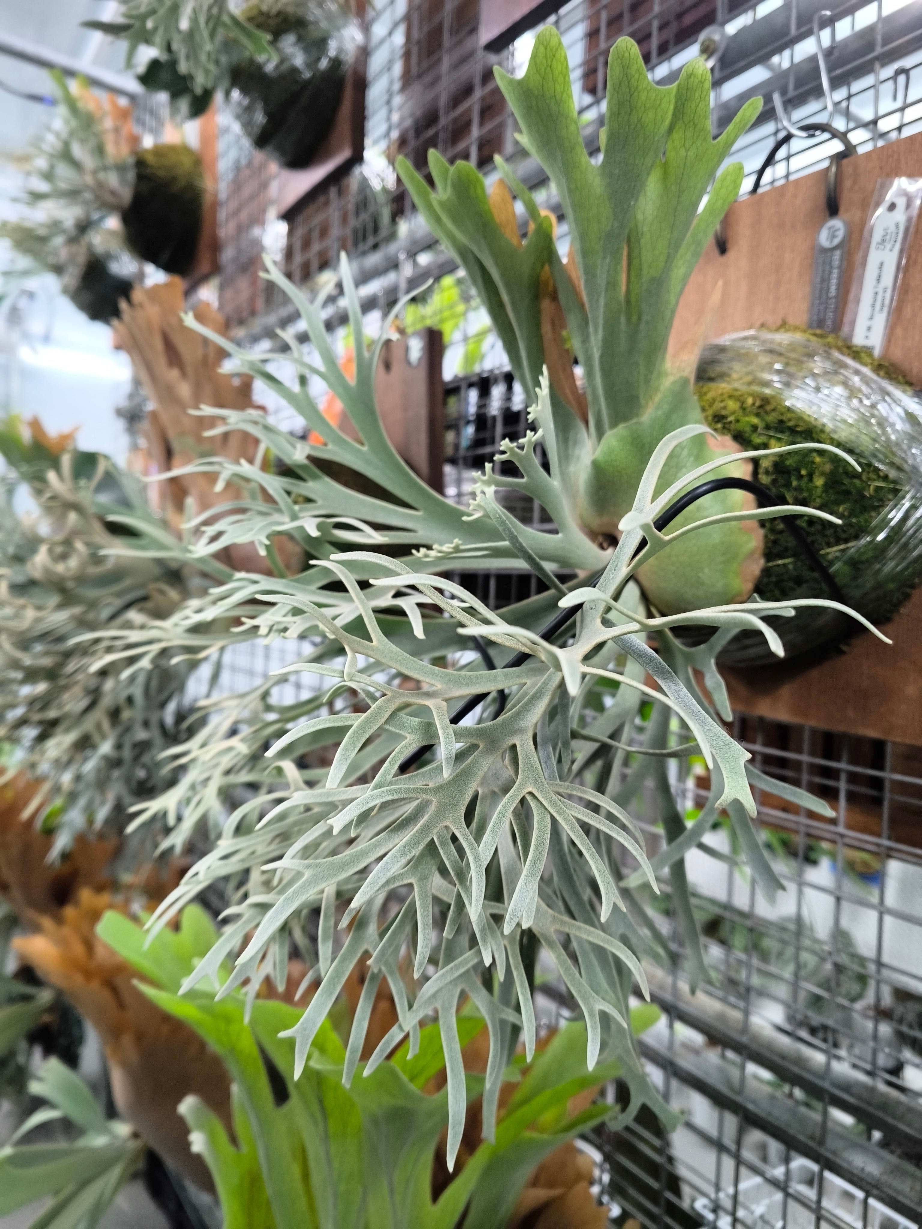 Exact plant pictured for this Platycerium retail listing