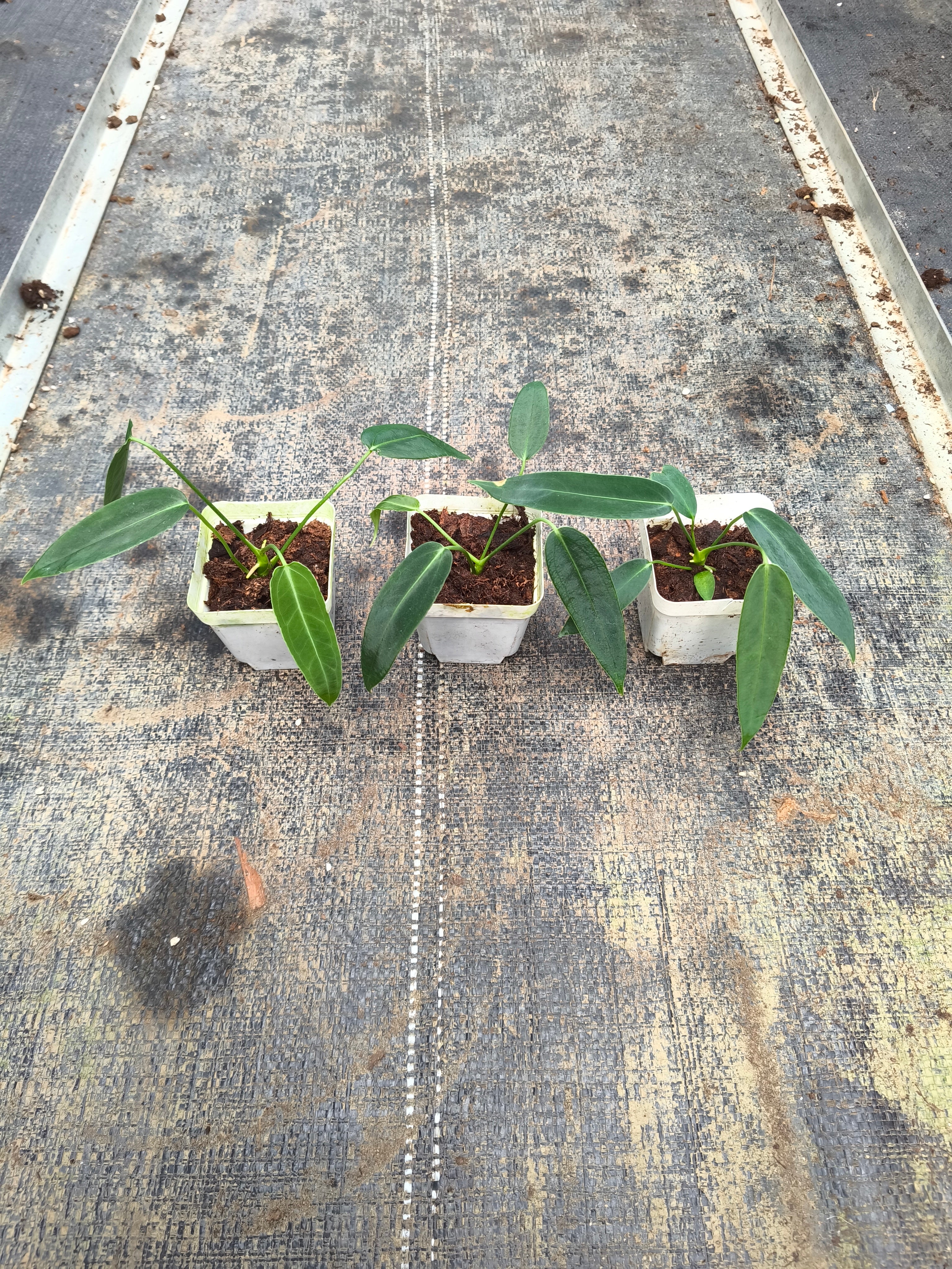 Anthurium warocqueanum 'Esmeralda' × warocqueanum