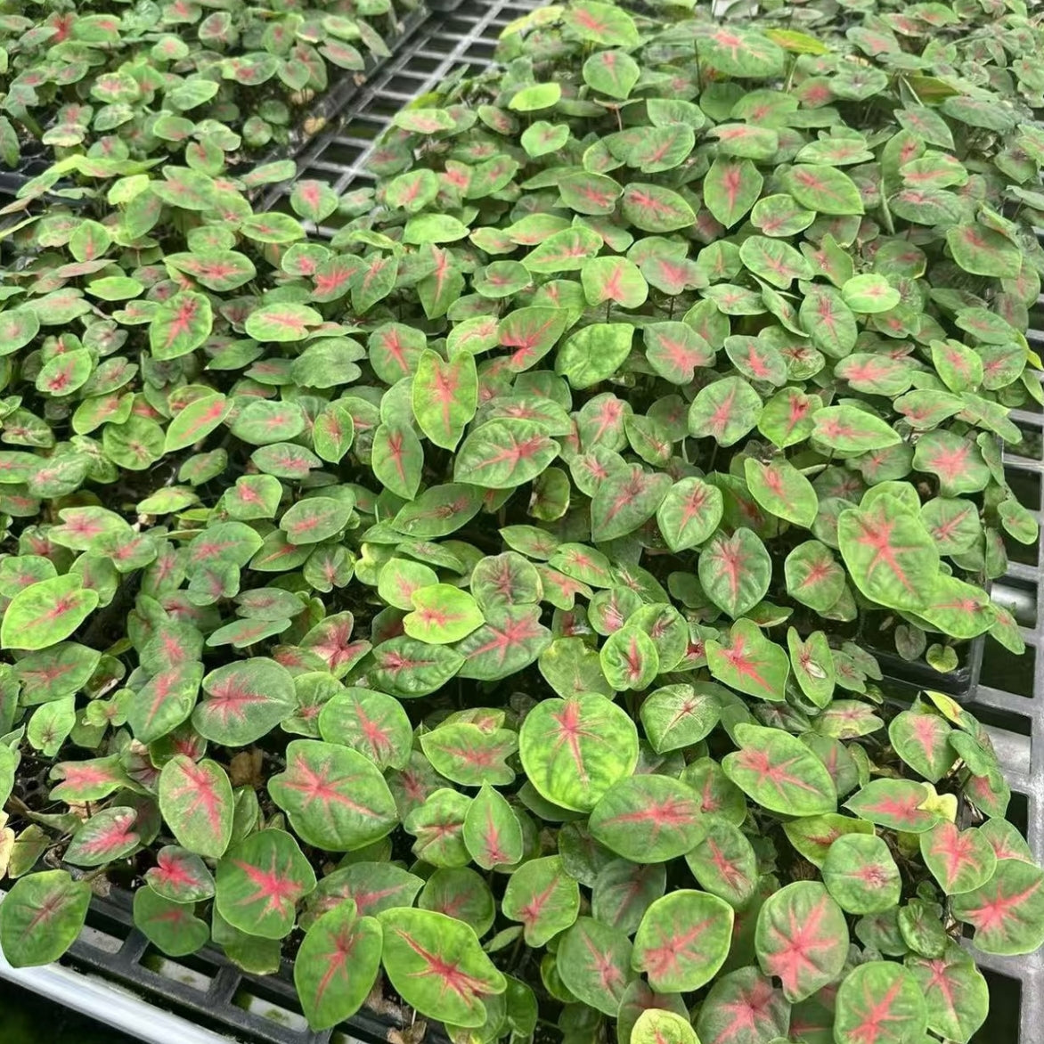 Caladium 'The Moonstone'