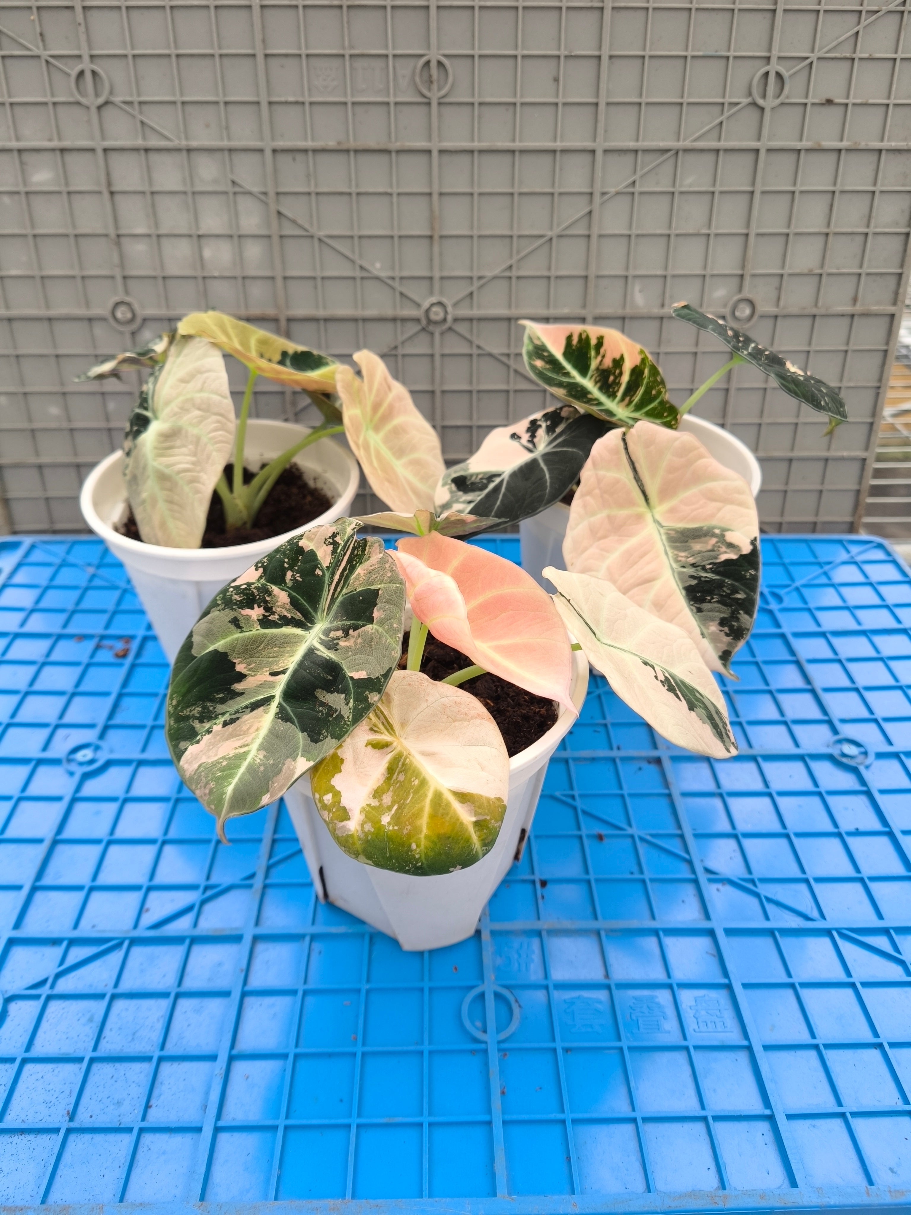 Alocasia reginula 'Black Velvet' Pink Variegated