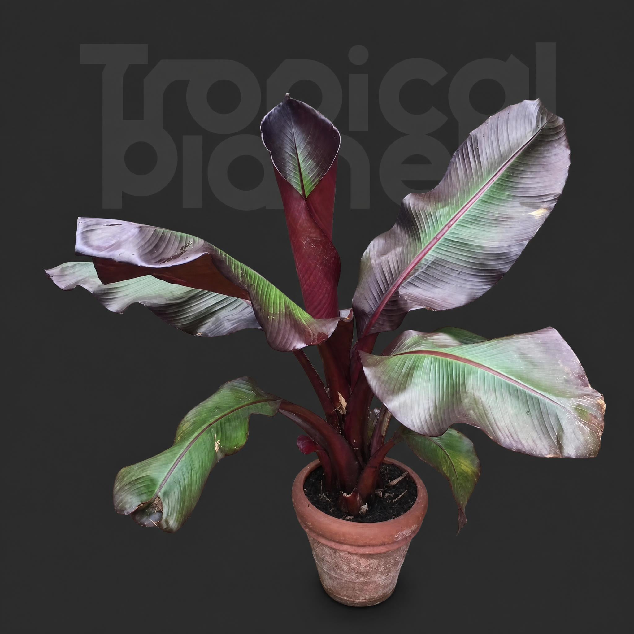 Ensete Maurelii